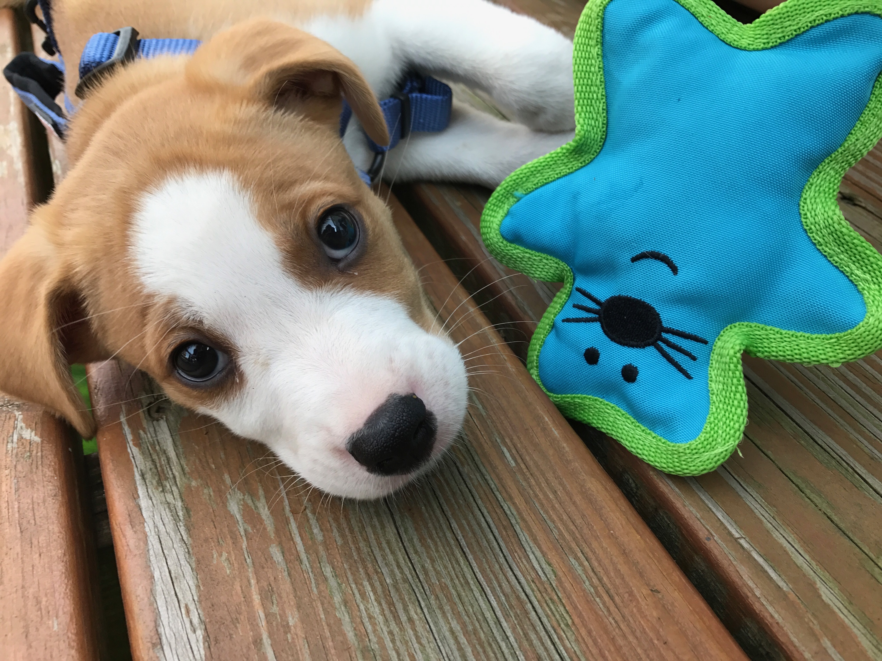 Flash's first toy / first backyard bbq