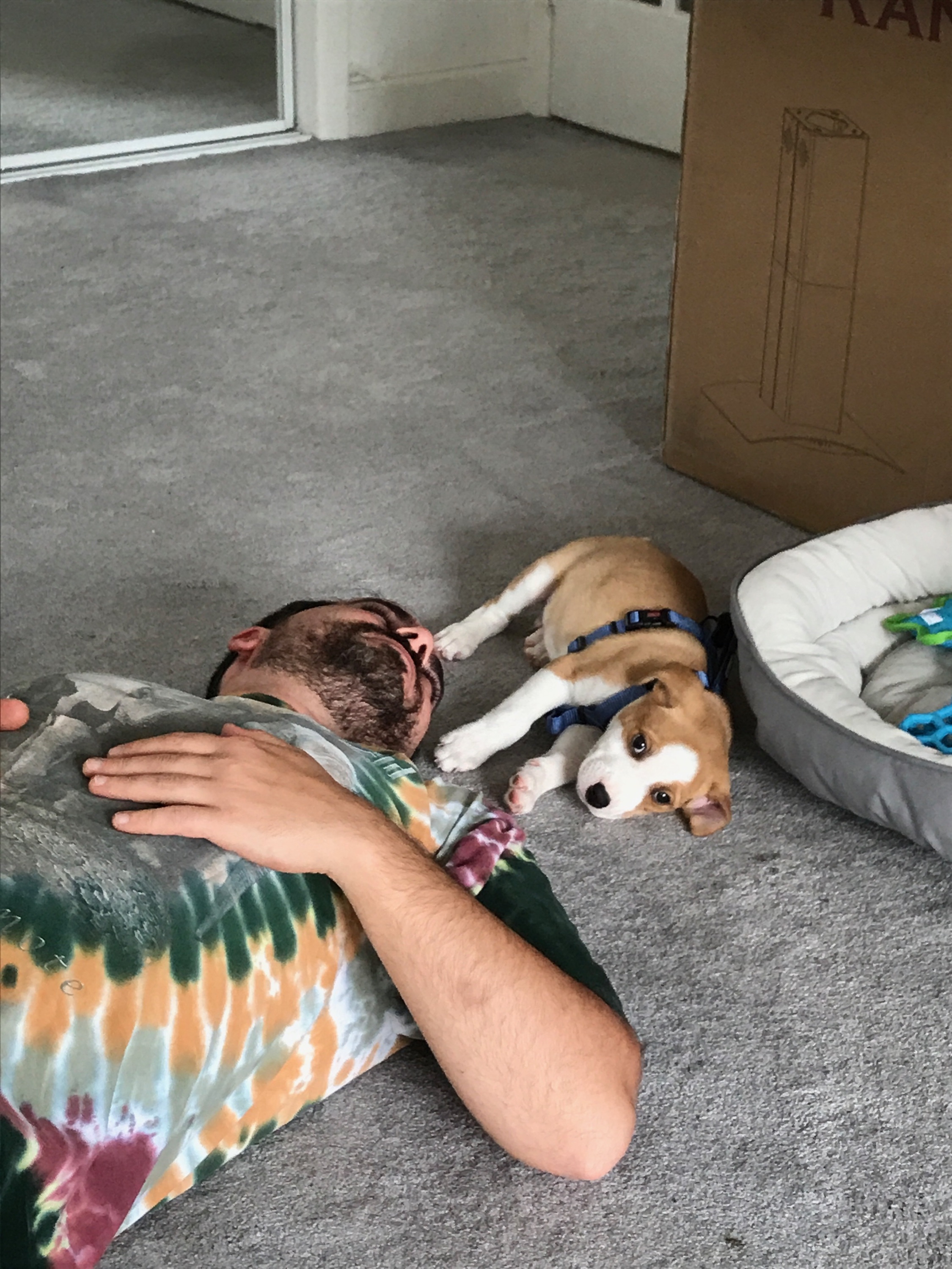 Flash Acclimates to his Forever Home