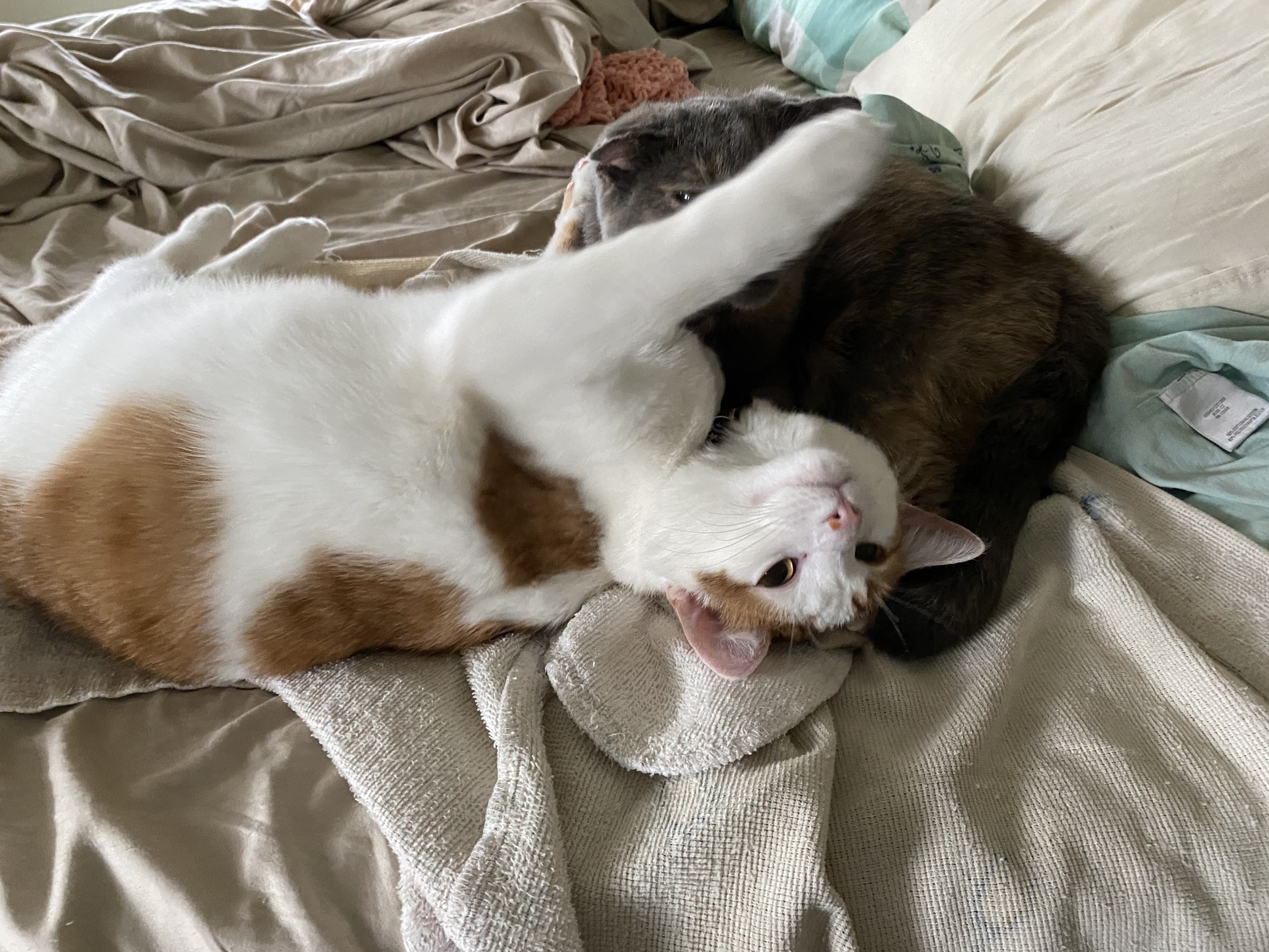 Pumpkin (laying on Shelby)