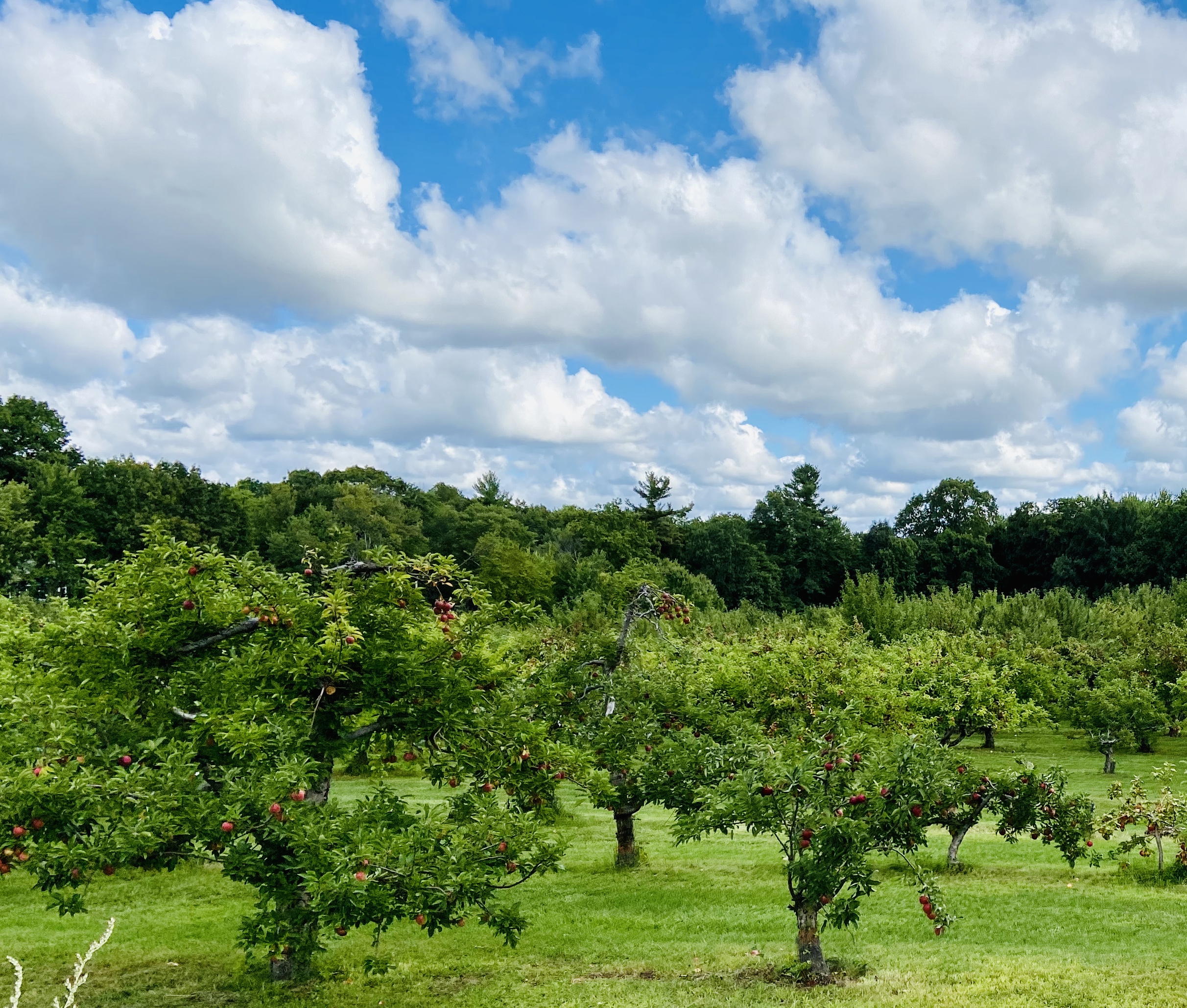 Beautiful apple trees on our ride