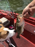 Flash learns to Fish