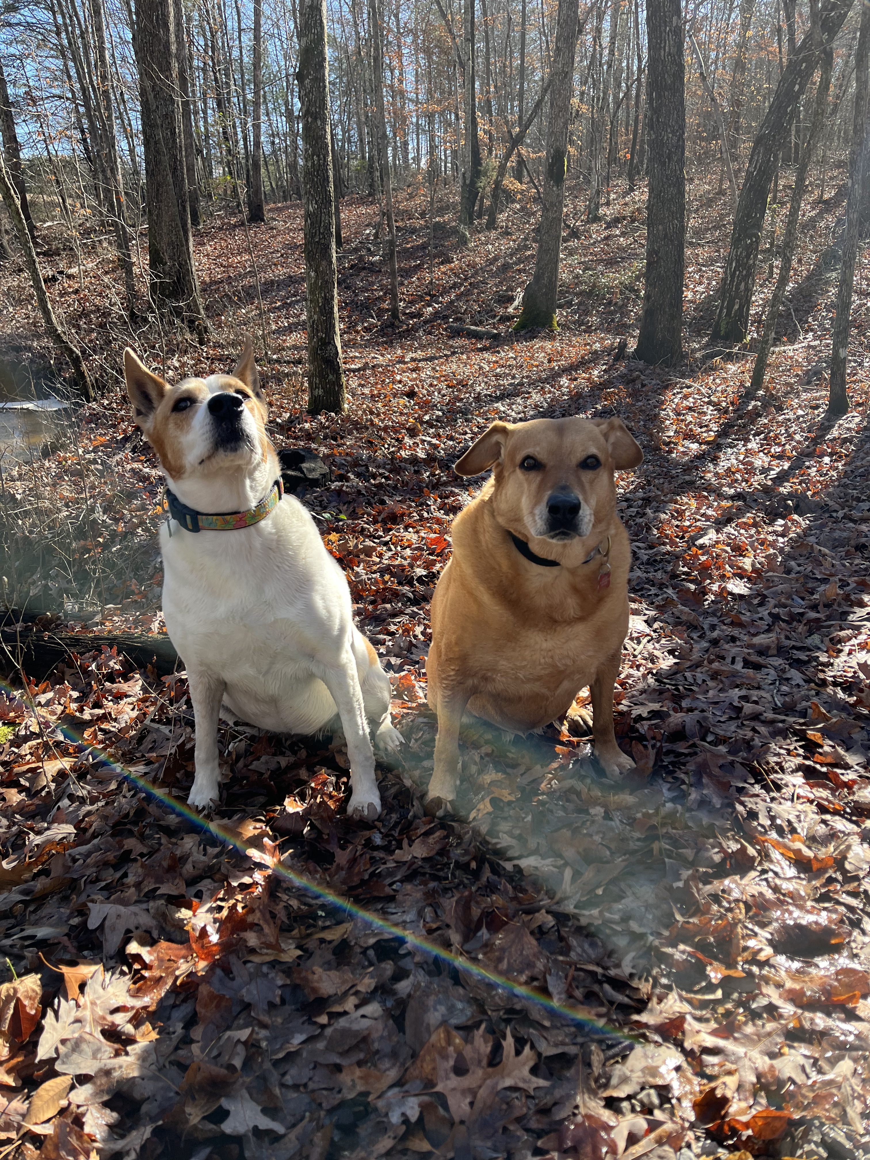 Sadie and Ginger  are ready to......SQUIRREL .. Walk for the Animals. Are YOU??