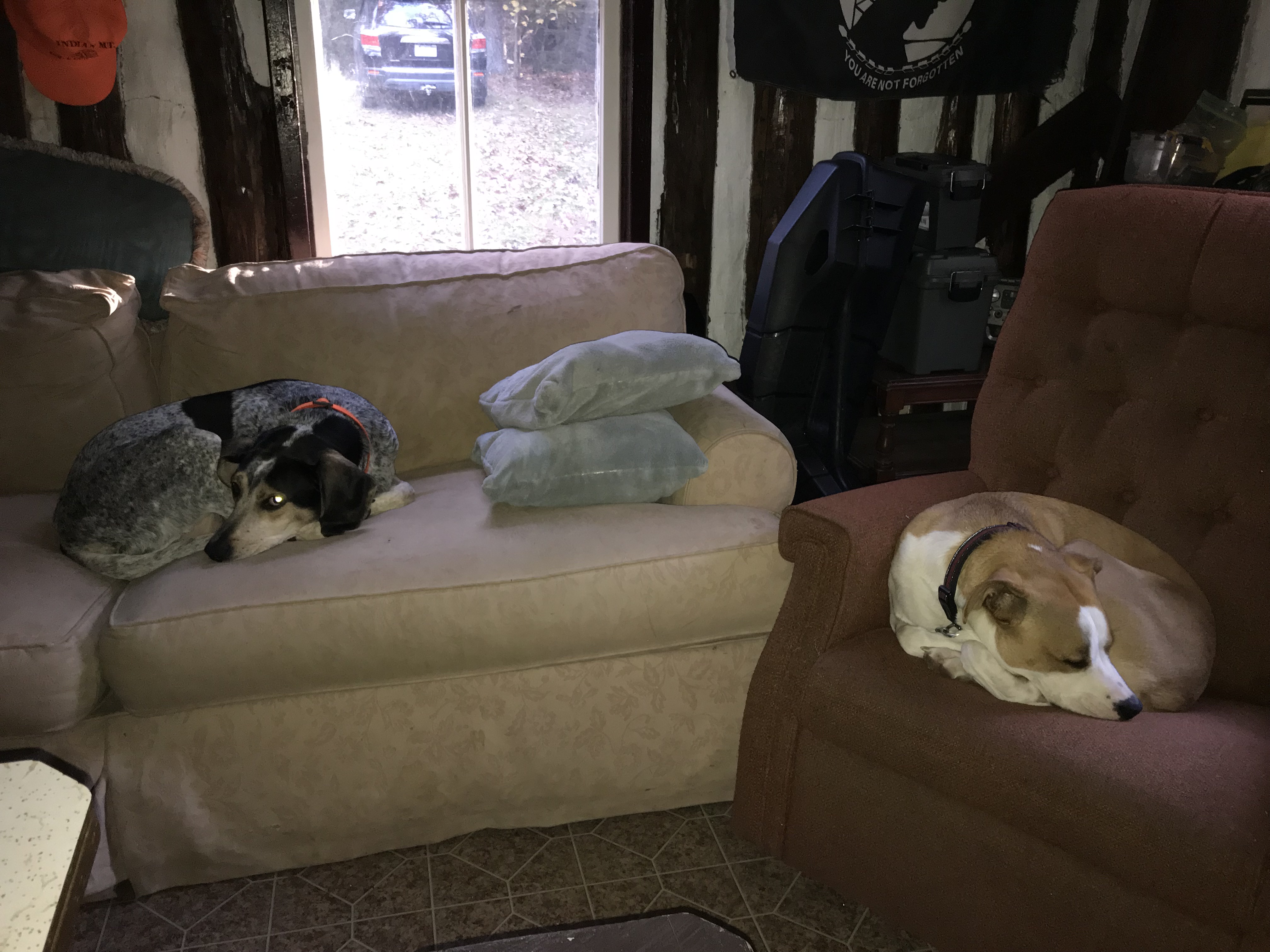 Flash and cousin Orion (PAC Alum) at the hunting cabin