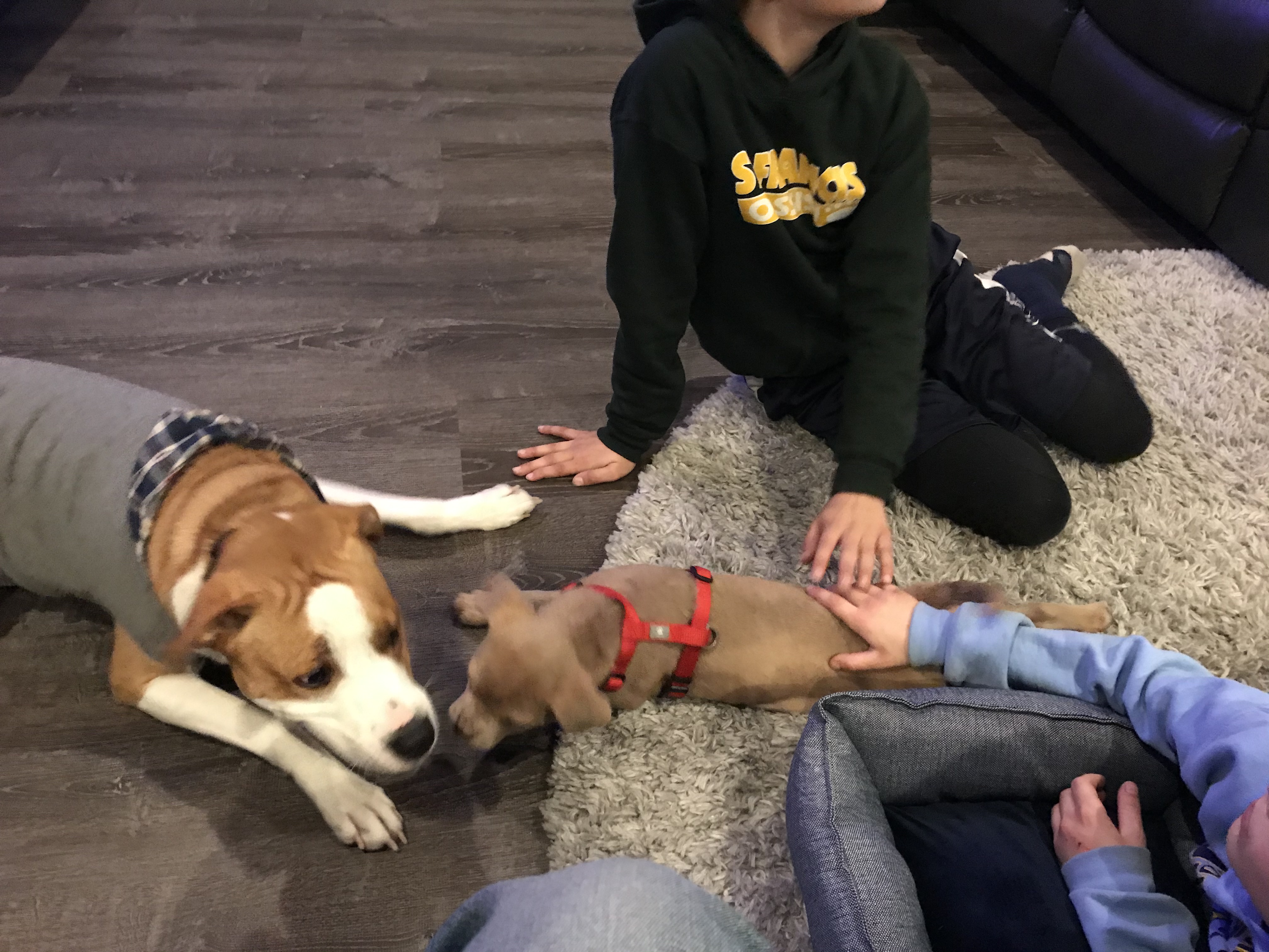 Flash and Miles' first play date