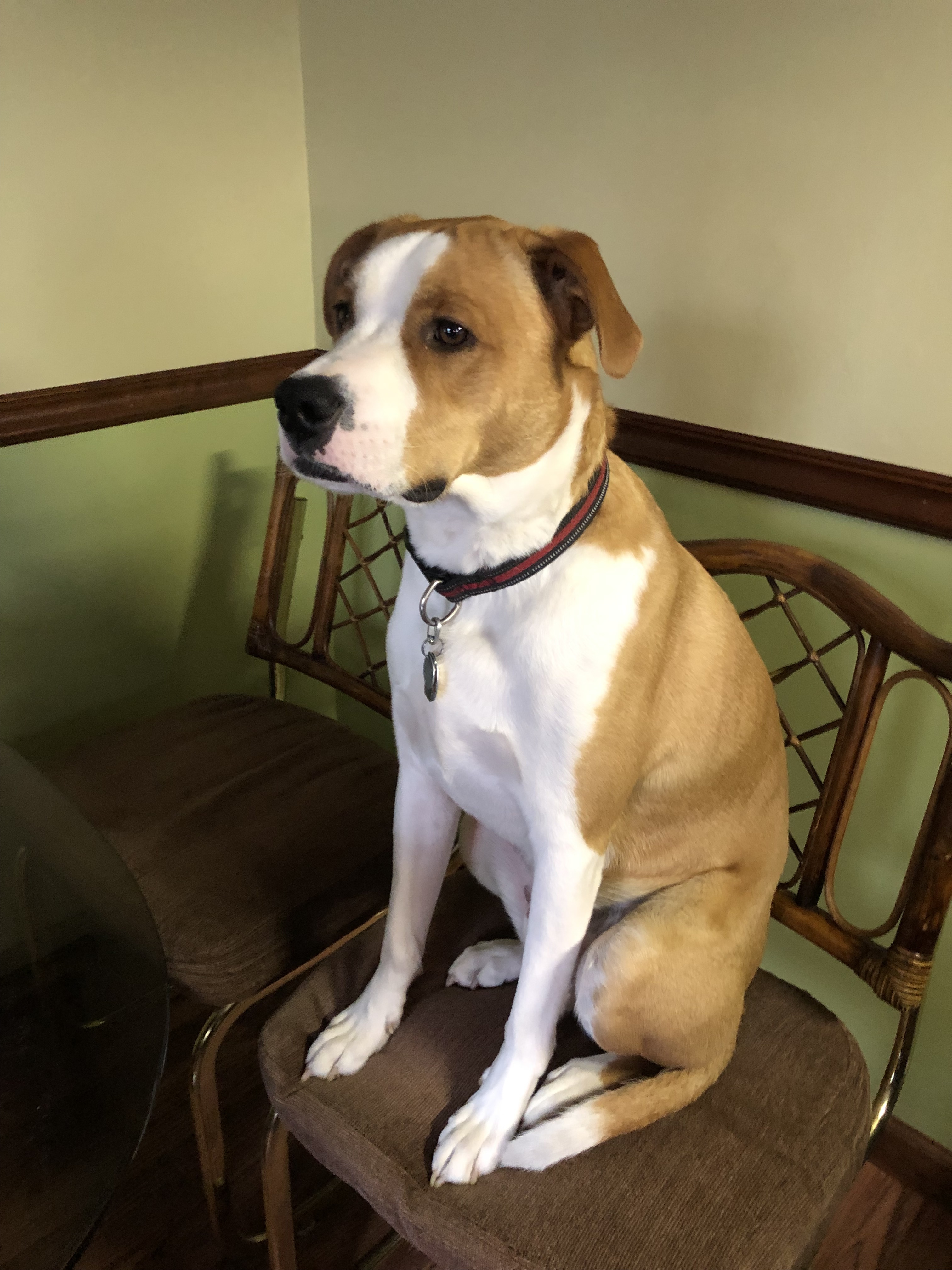 Flash asking to be excused from the table