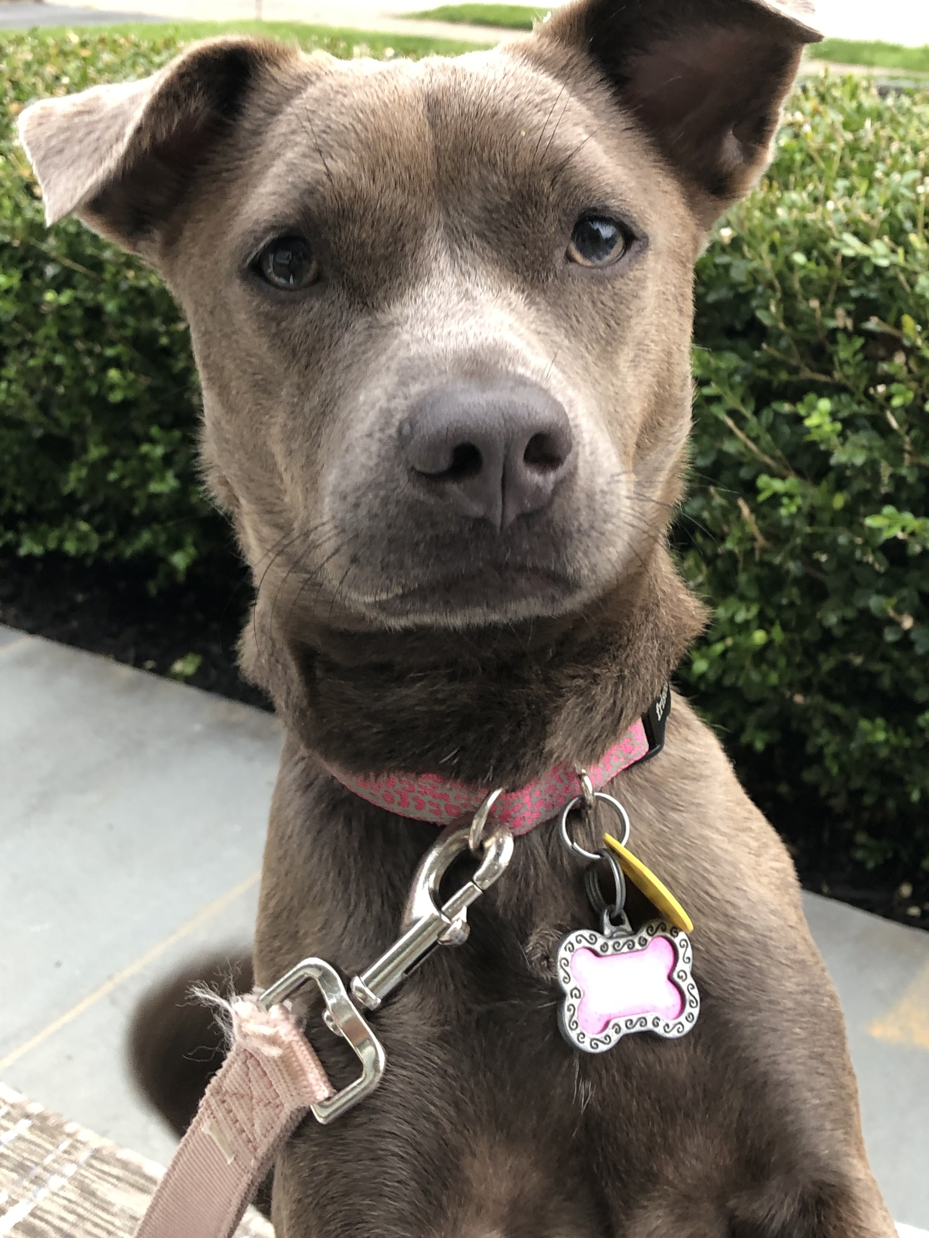 Flash's best gal pal Tiegan (Also a PAC Alum)