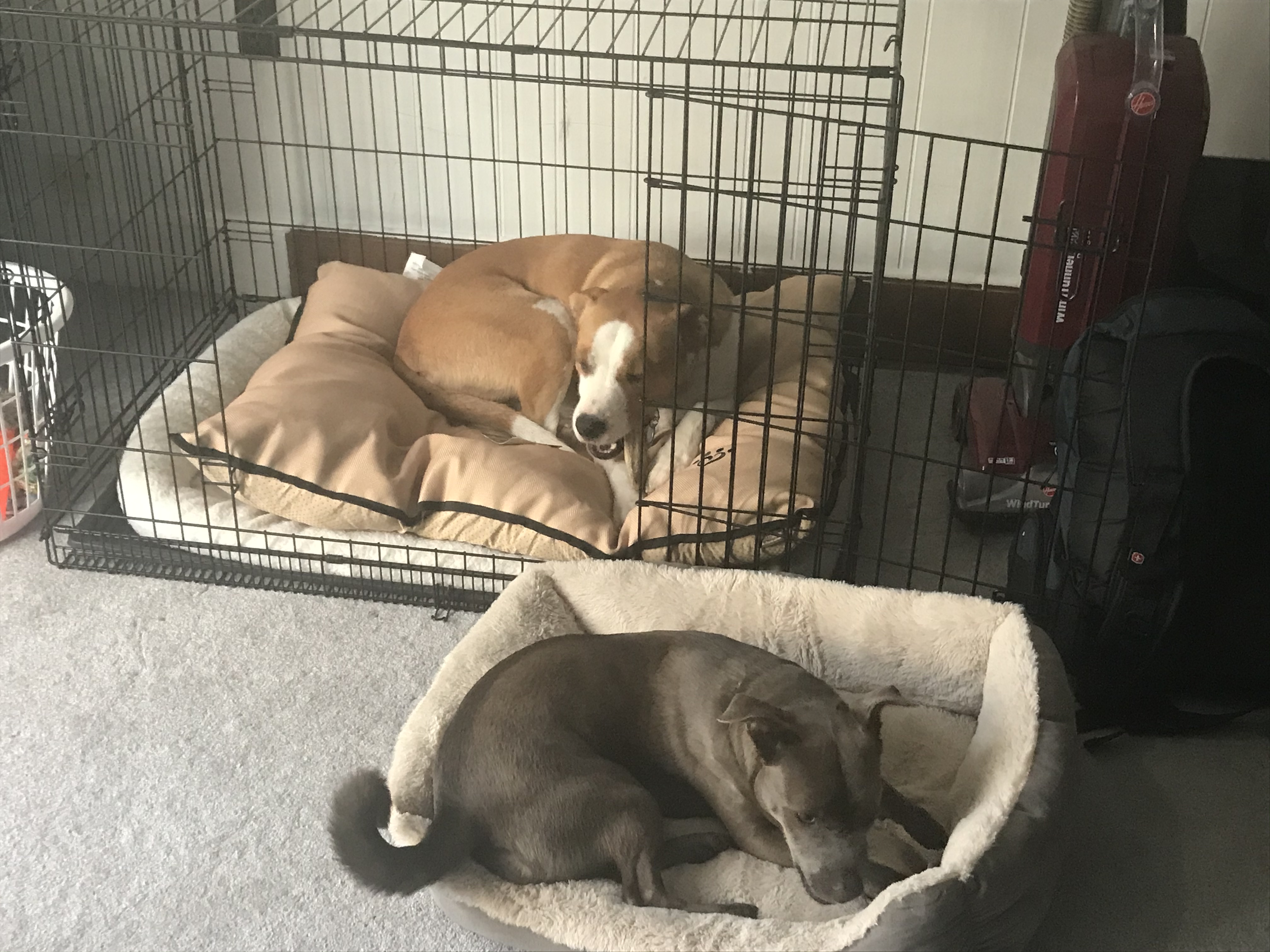 Flash and Tiegan sharing beds and chews