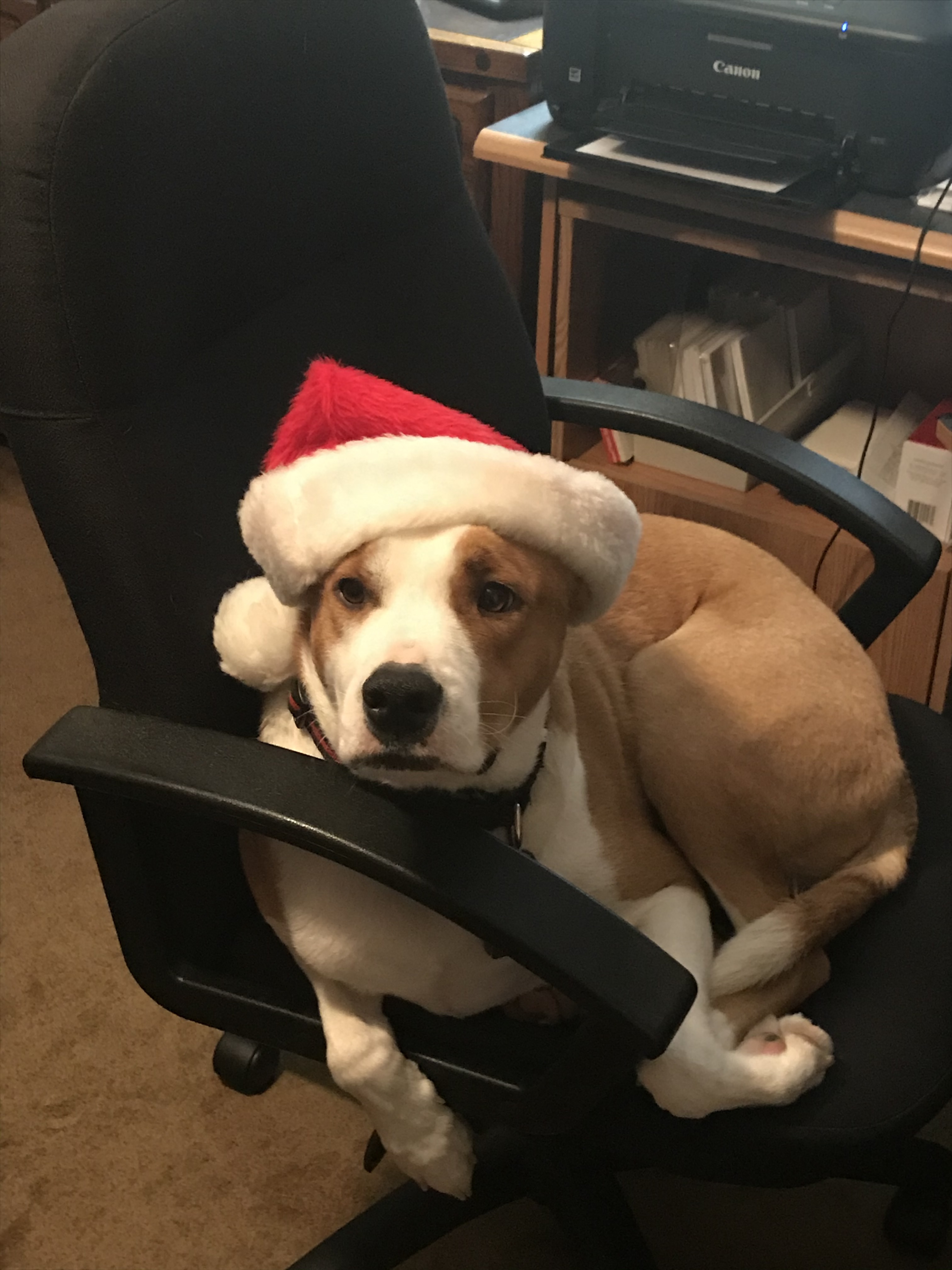 Flash after sending his Christmas emails