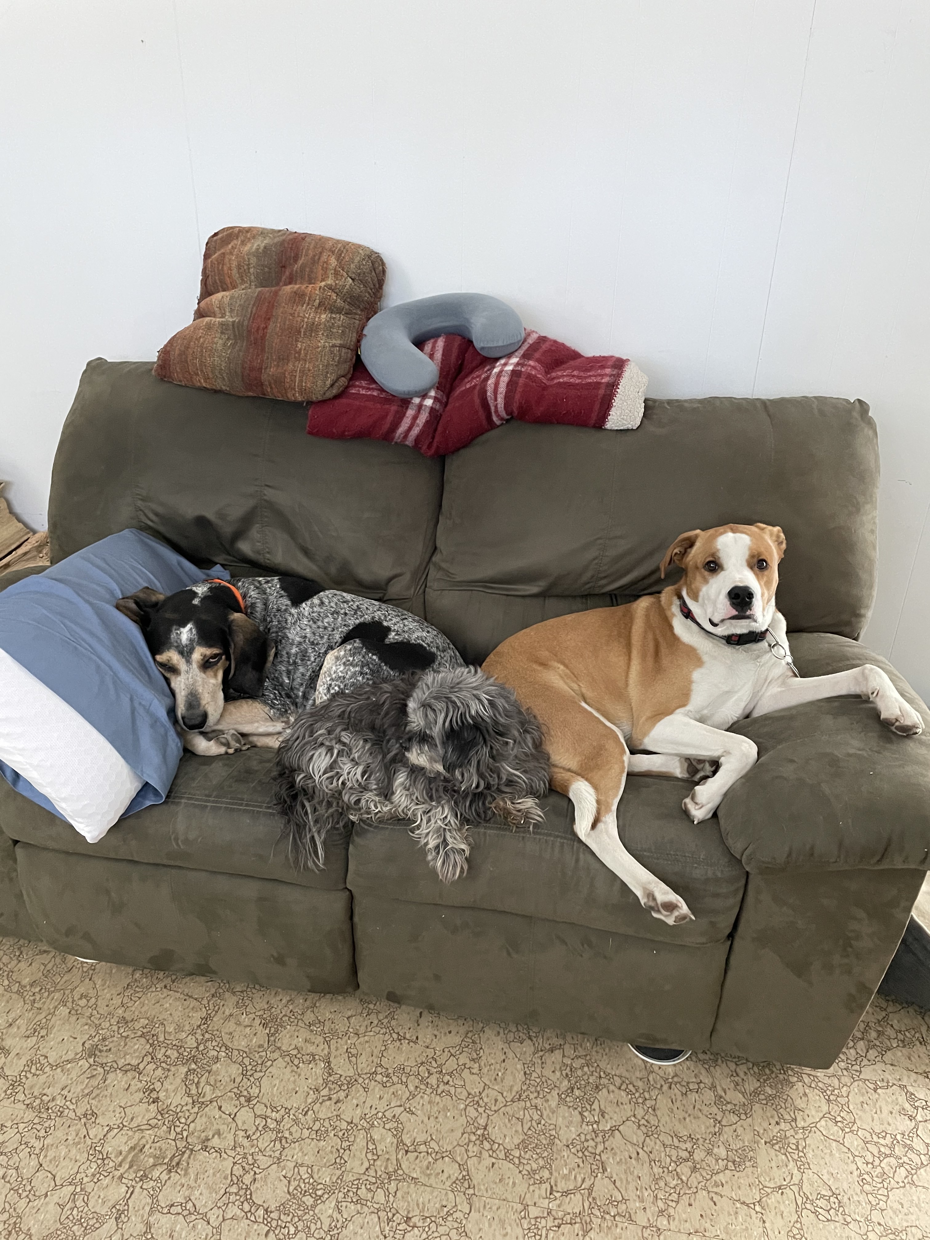 Flash sharing his favorite love seat with Orion & Star