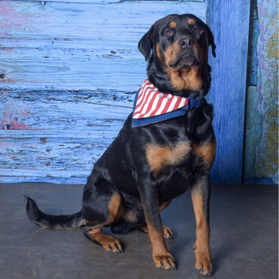 CHS 2017 calendar contest