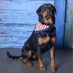 CHS 2017 calendar contest