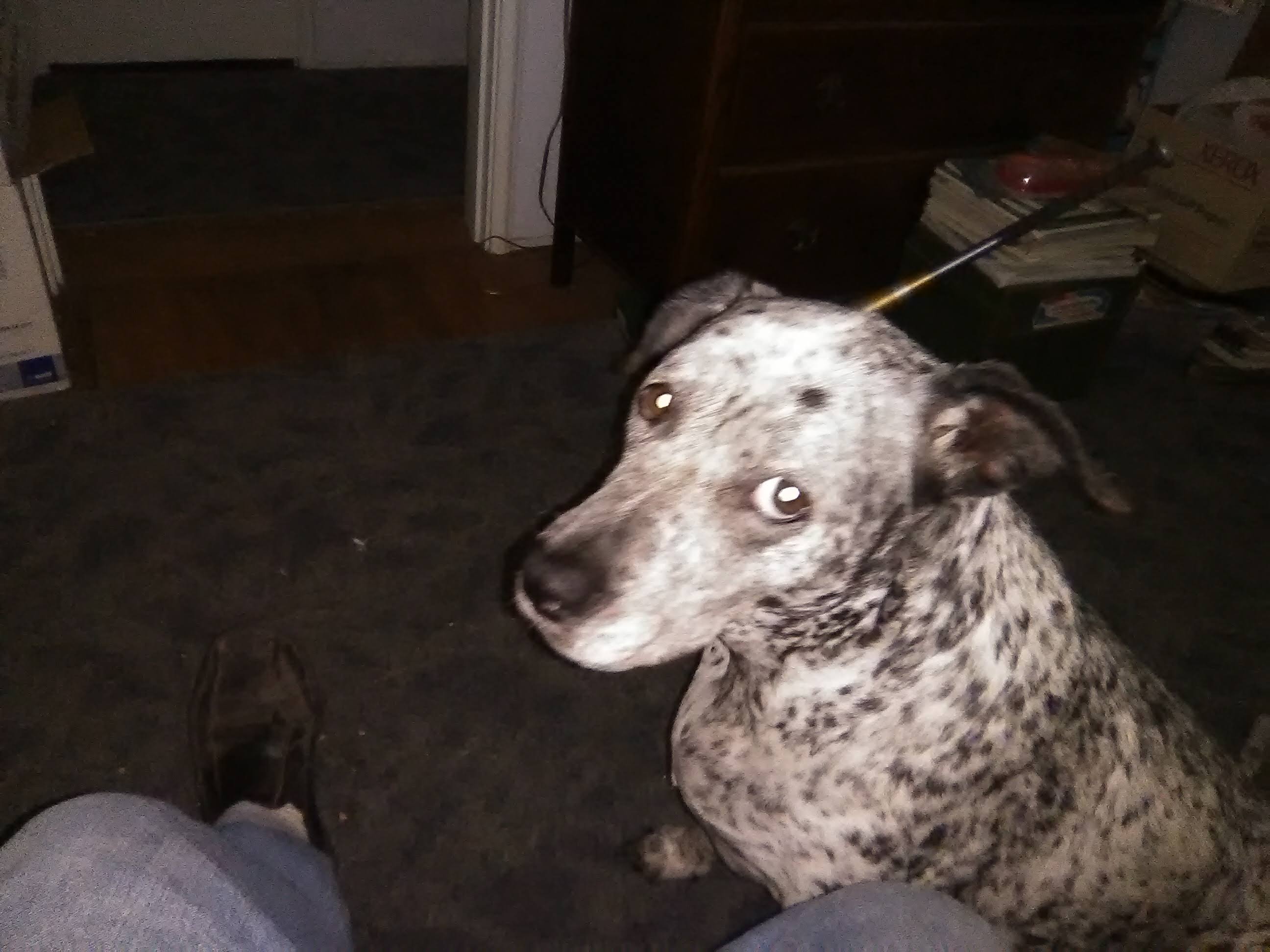 Blue in her new fur-ever home