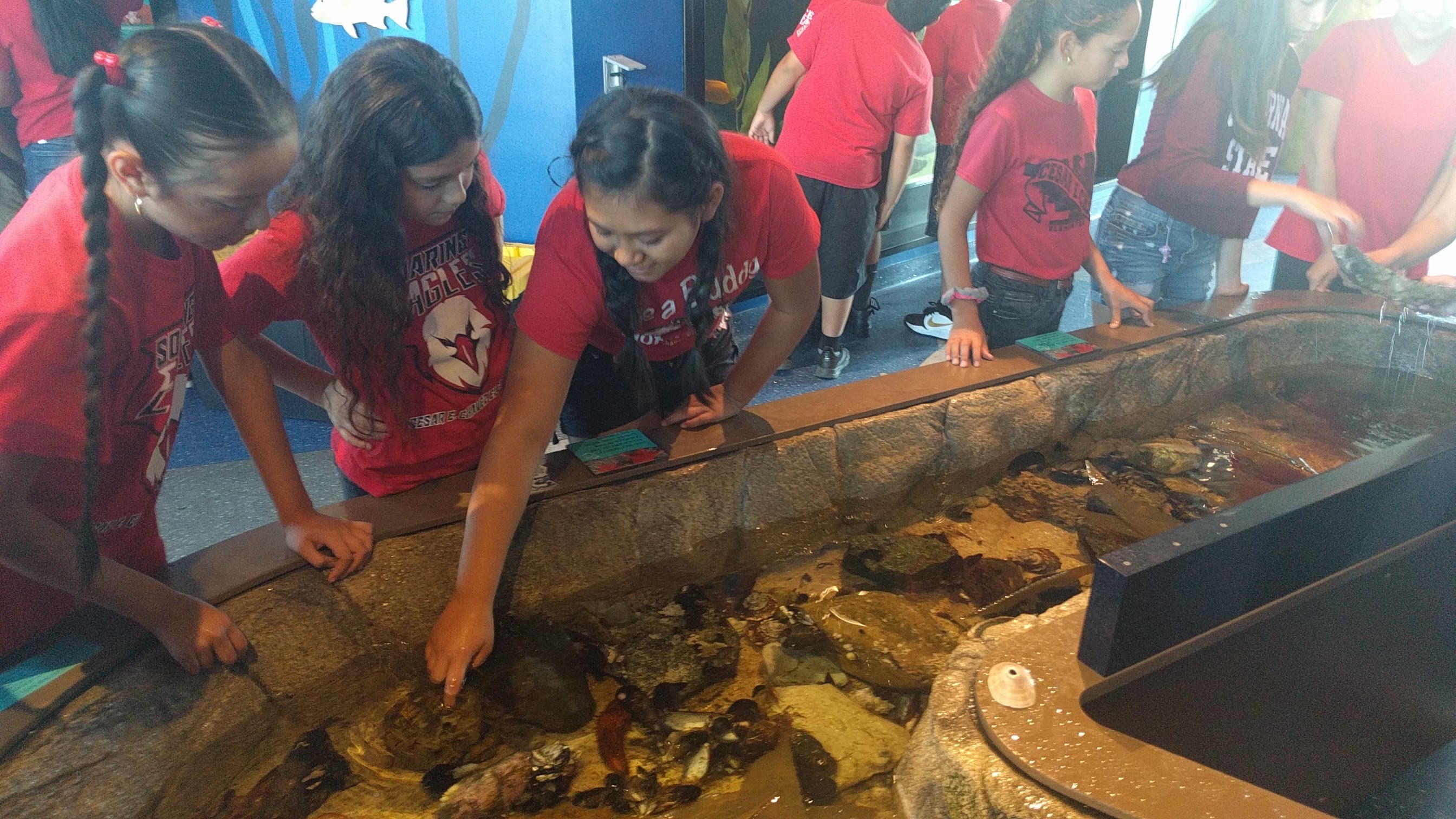 Students enjoy the touch tank