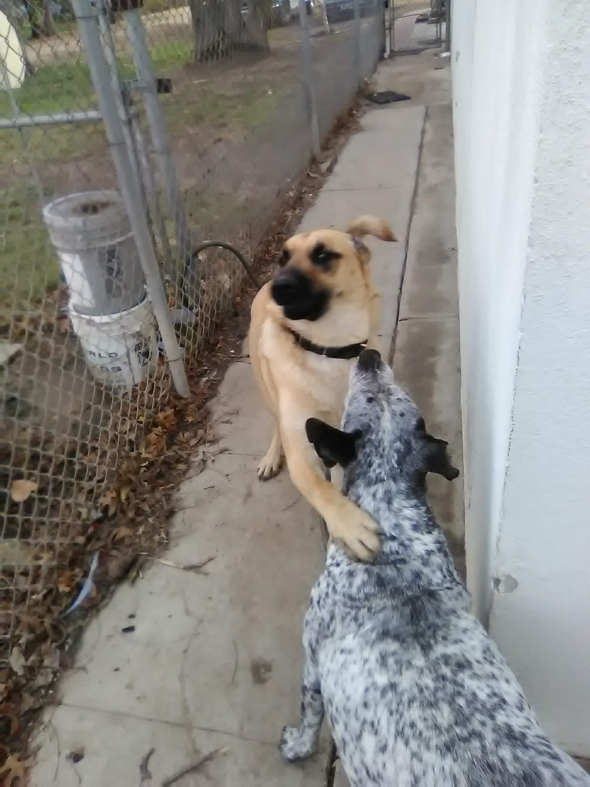 New fur-ever playmate fur Blue