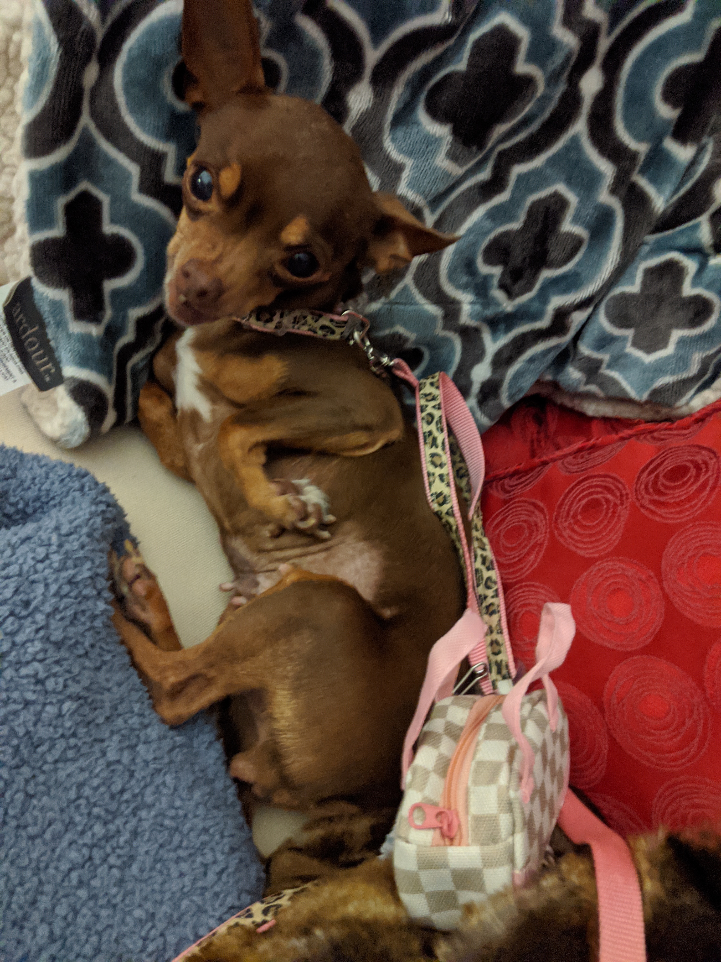 "Dolce, let's go walky-walk & potty!" "But first...belly rubs!"