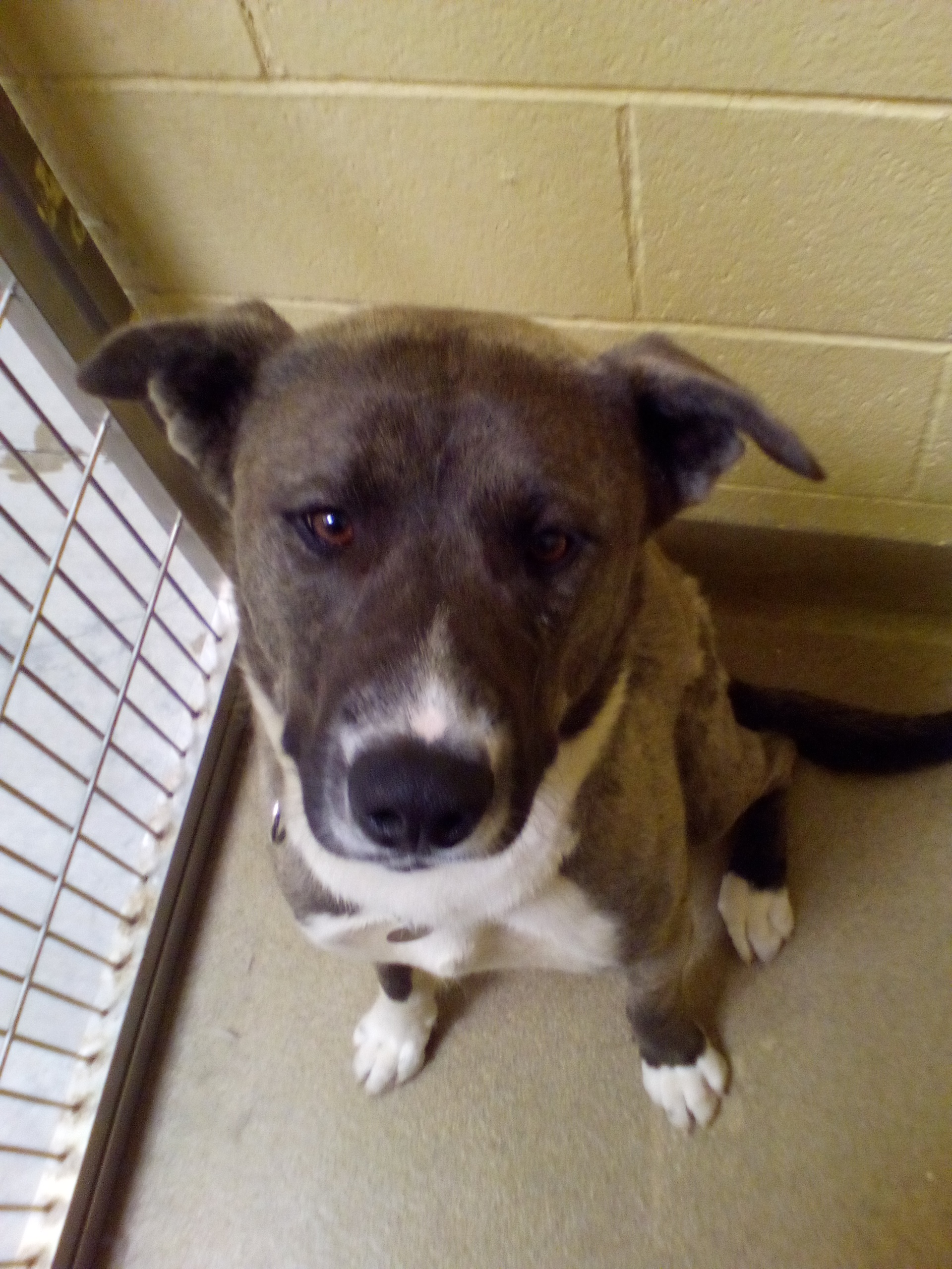 Kusko with white paws