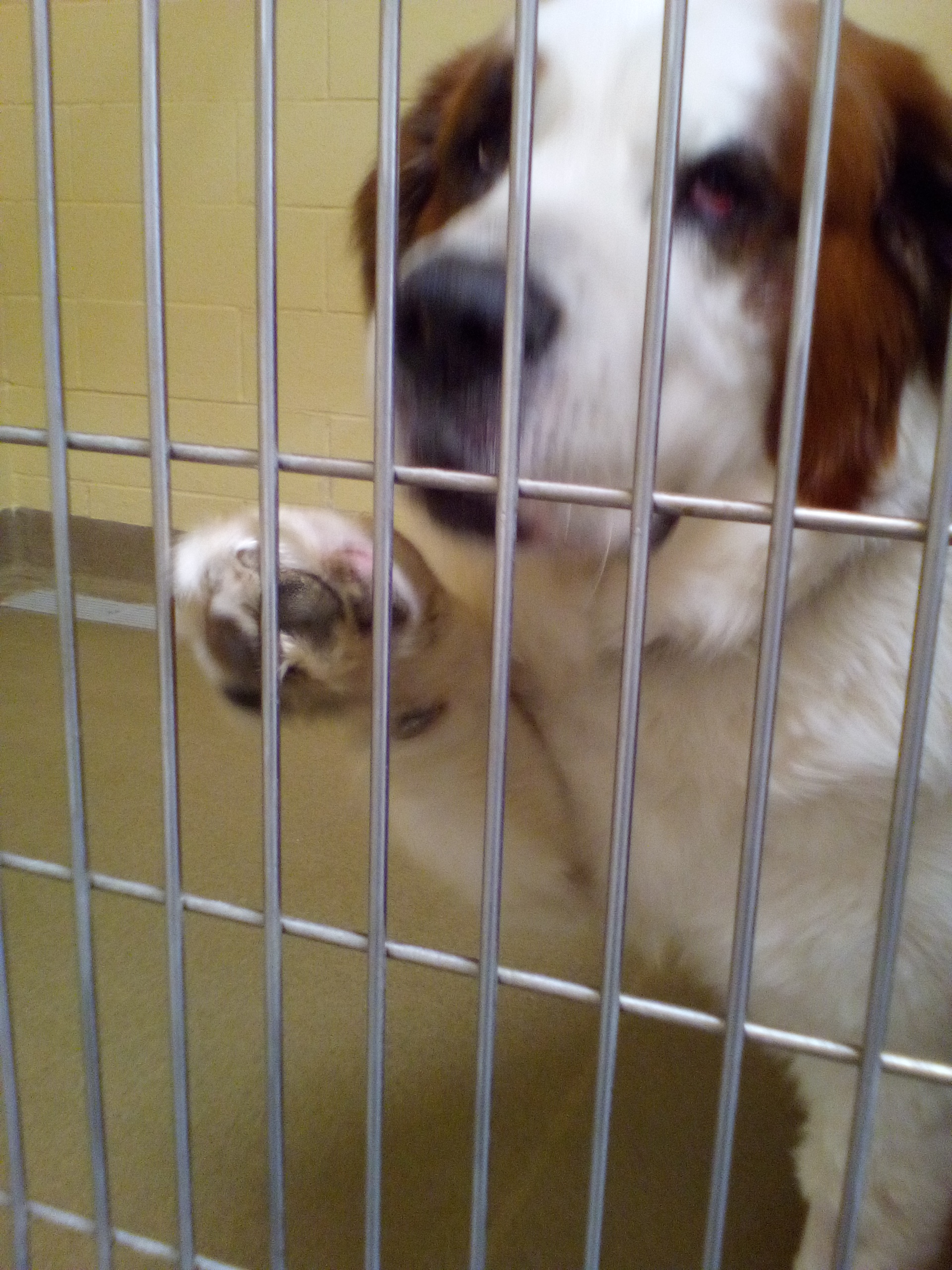 St Bernard in kennel close up