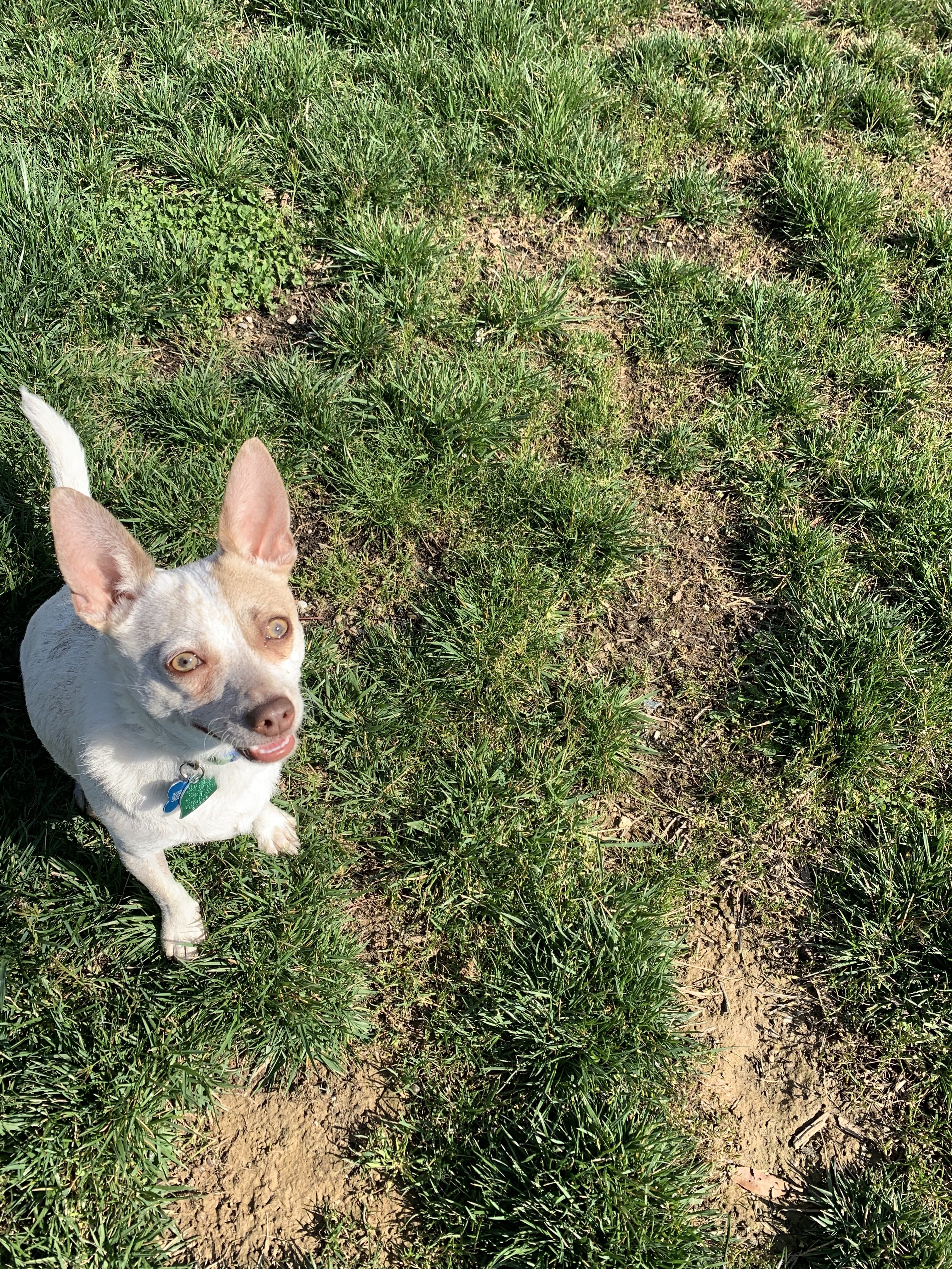 Our youngest and most mischievous pup Loki
