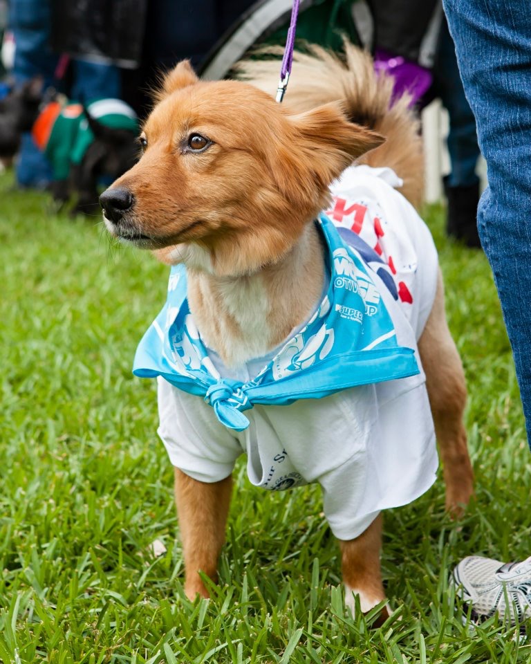 Brandy - Walk for the Animals