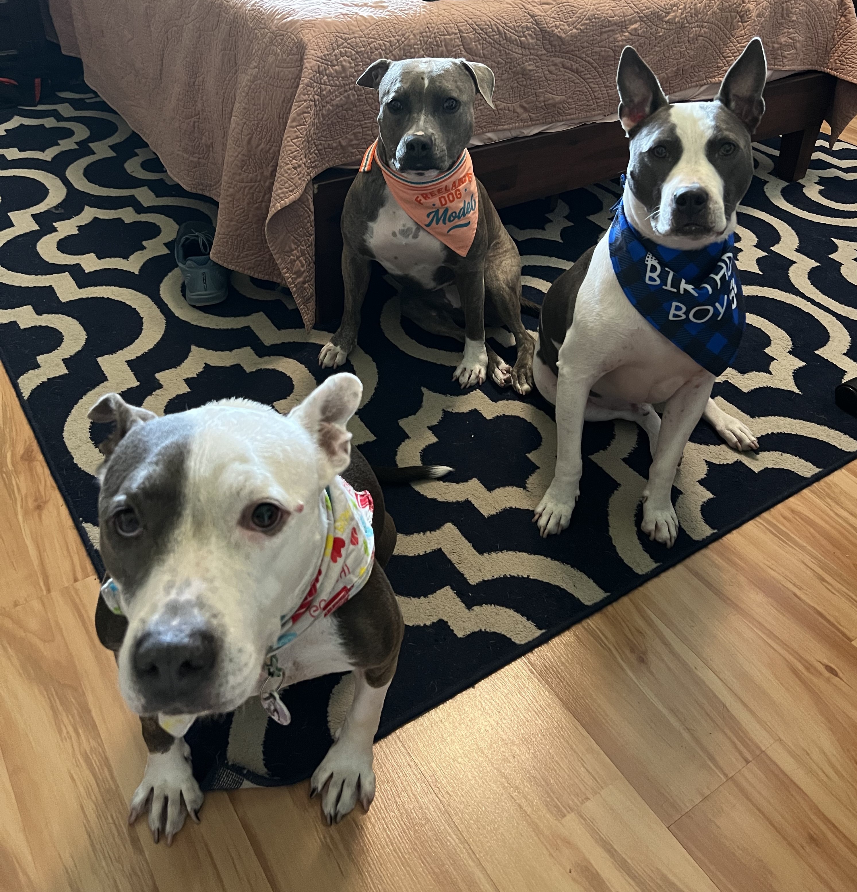 The Pillow Pitties Pack Founding Dogs