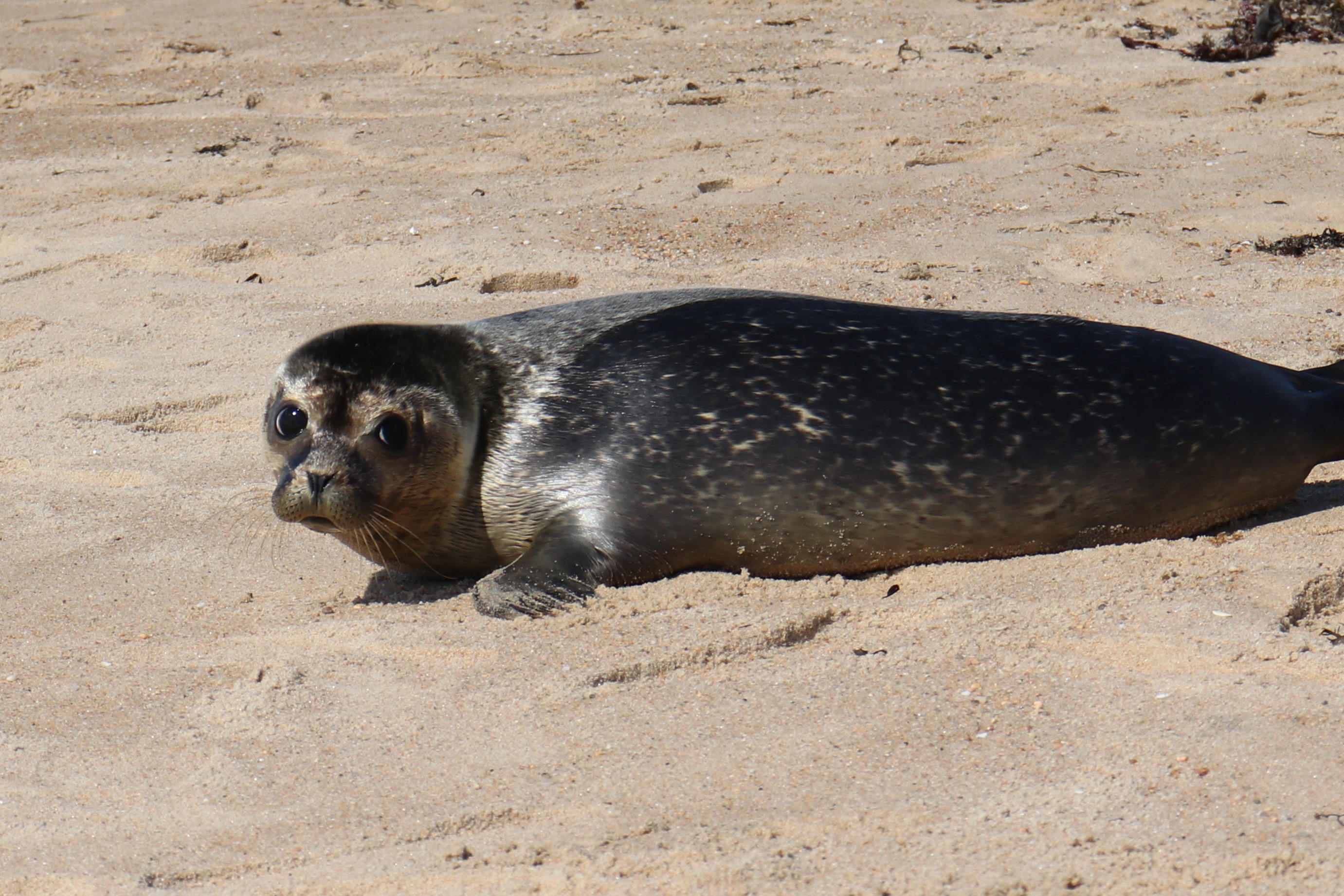 Mystic Aquarium's 7th Annual Seal Splash