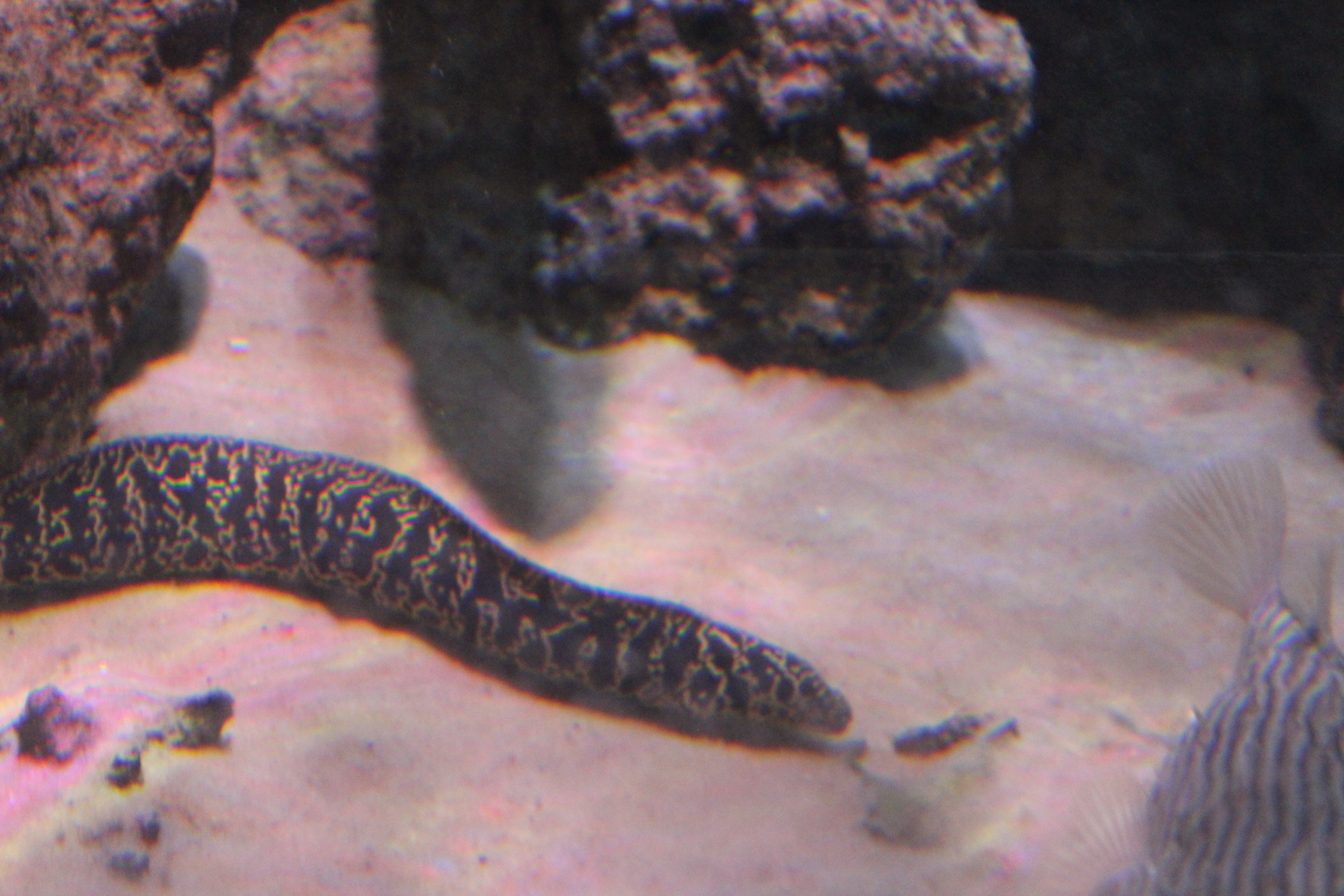 Chain Moray Eel