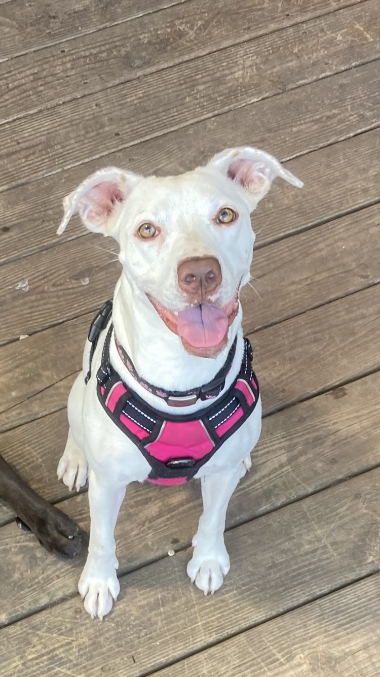 "I know I know... I'm super cute"