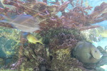 Coral Reef Tank