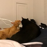 Consider donating because they are worth it