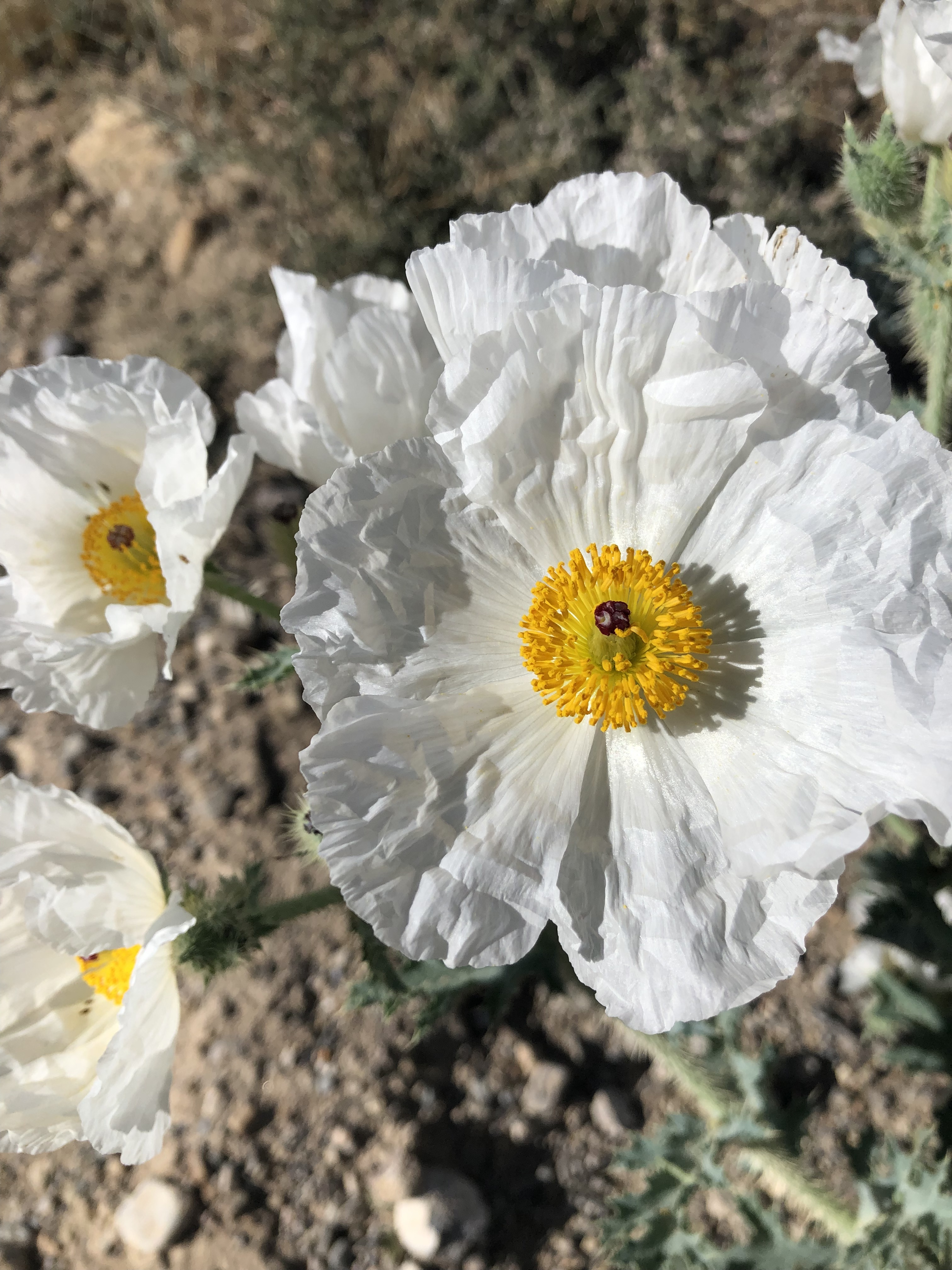 Add your photos here!