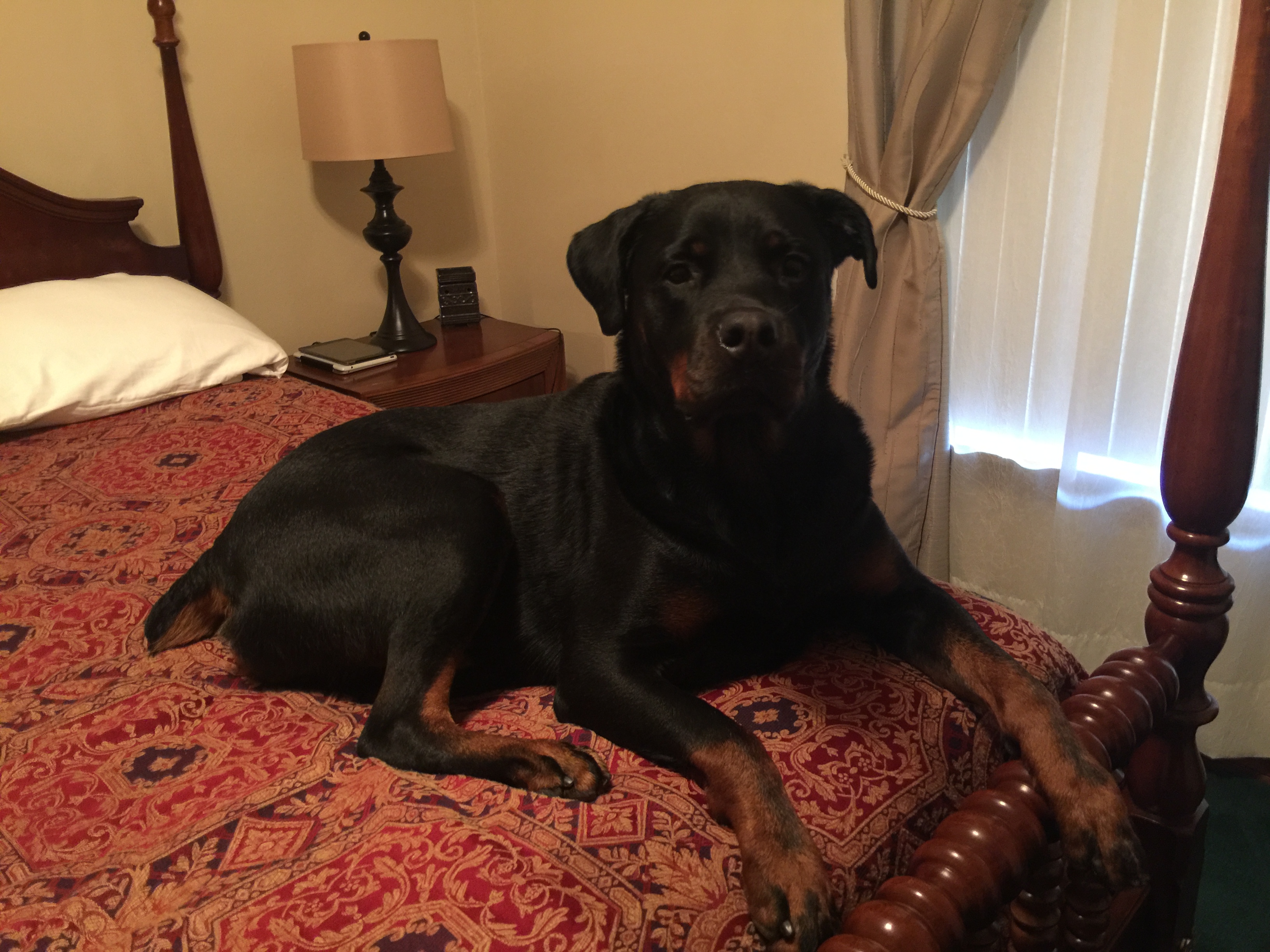 Maximus Aurelius (The King)