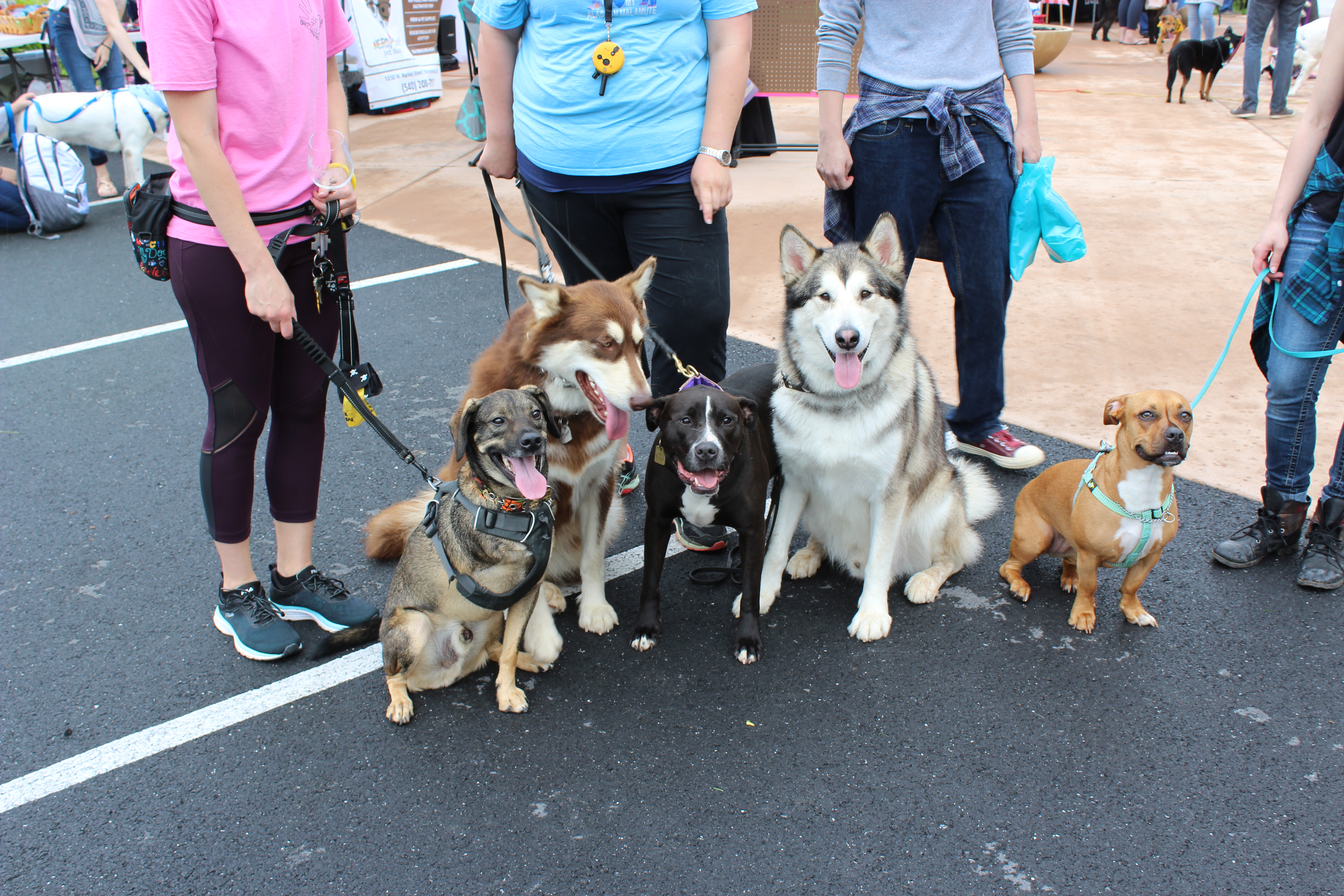 2022 Walk for the Animals