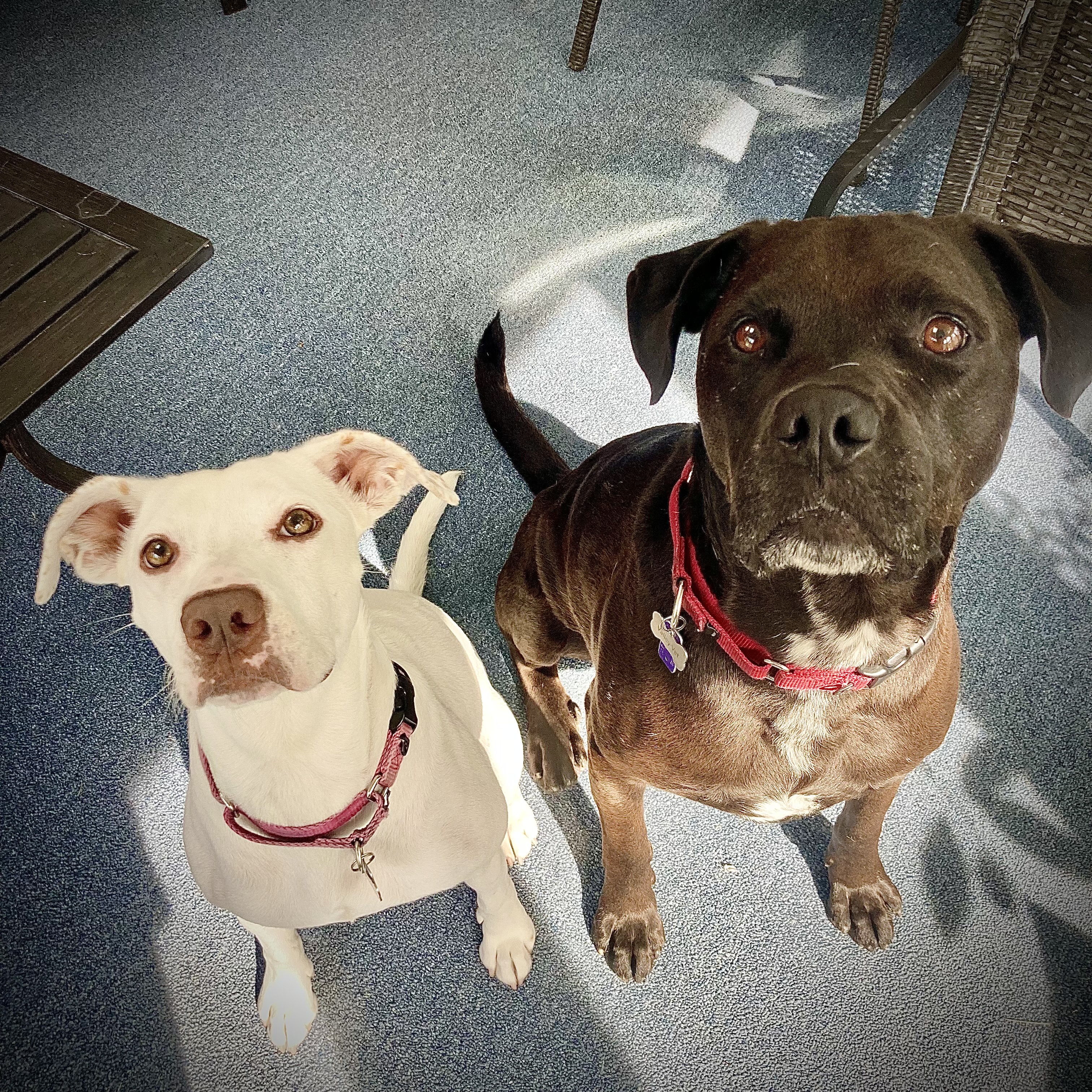 "Meet my big brother, Berek!"