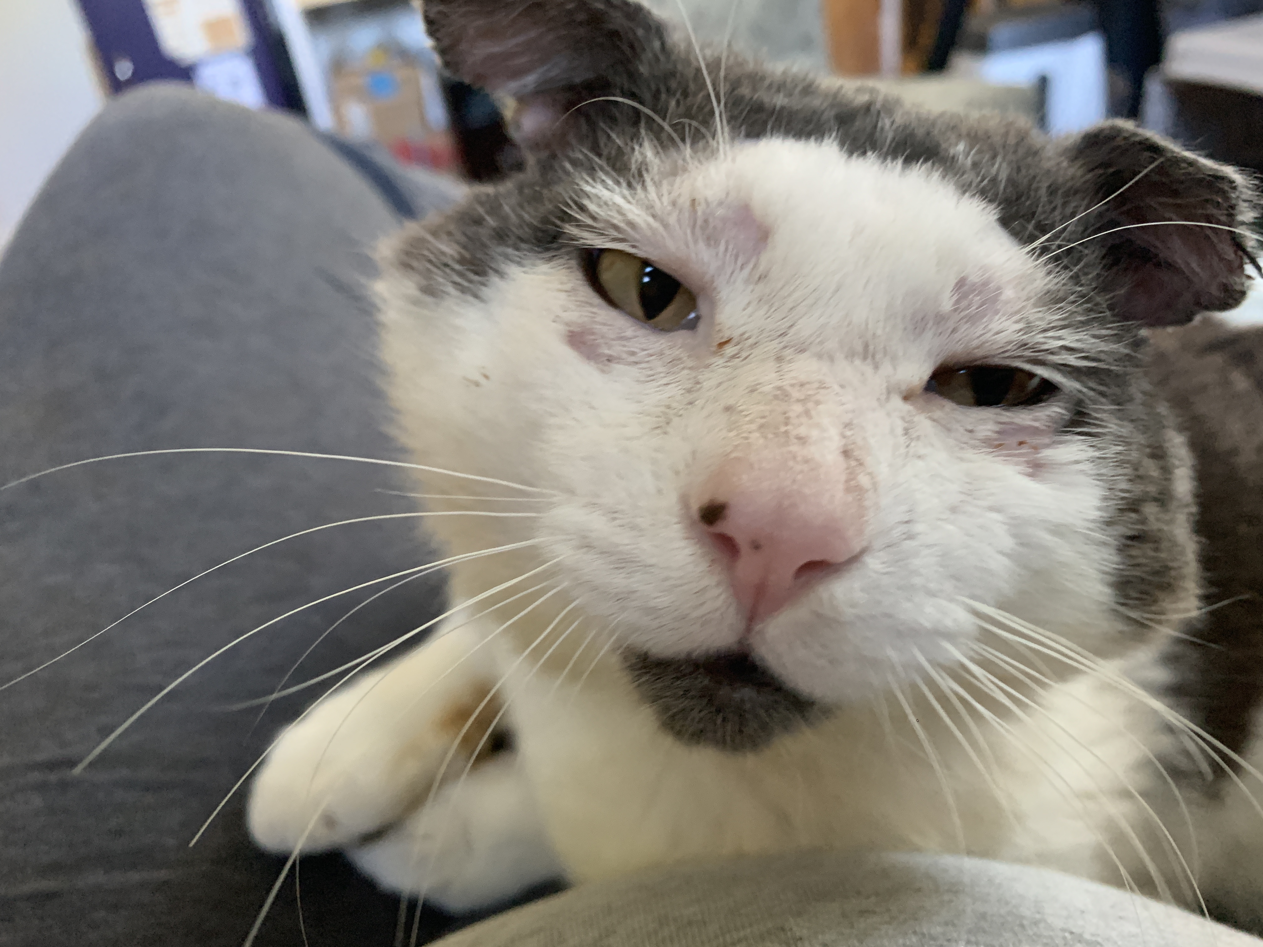 Percy, Foster #8 at Foxtail Farms