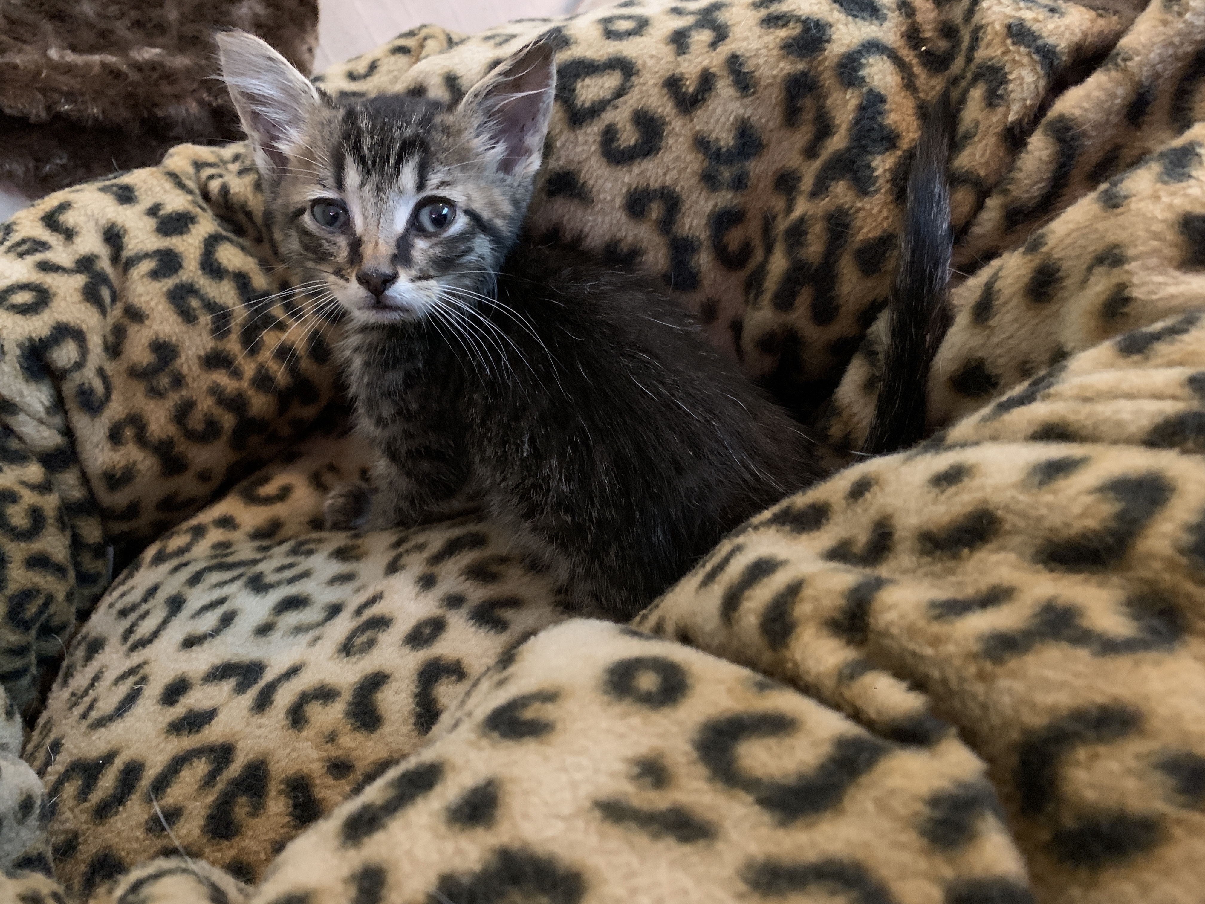 Harry, Foster #9 at Foxtail Farms