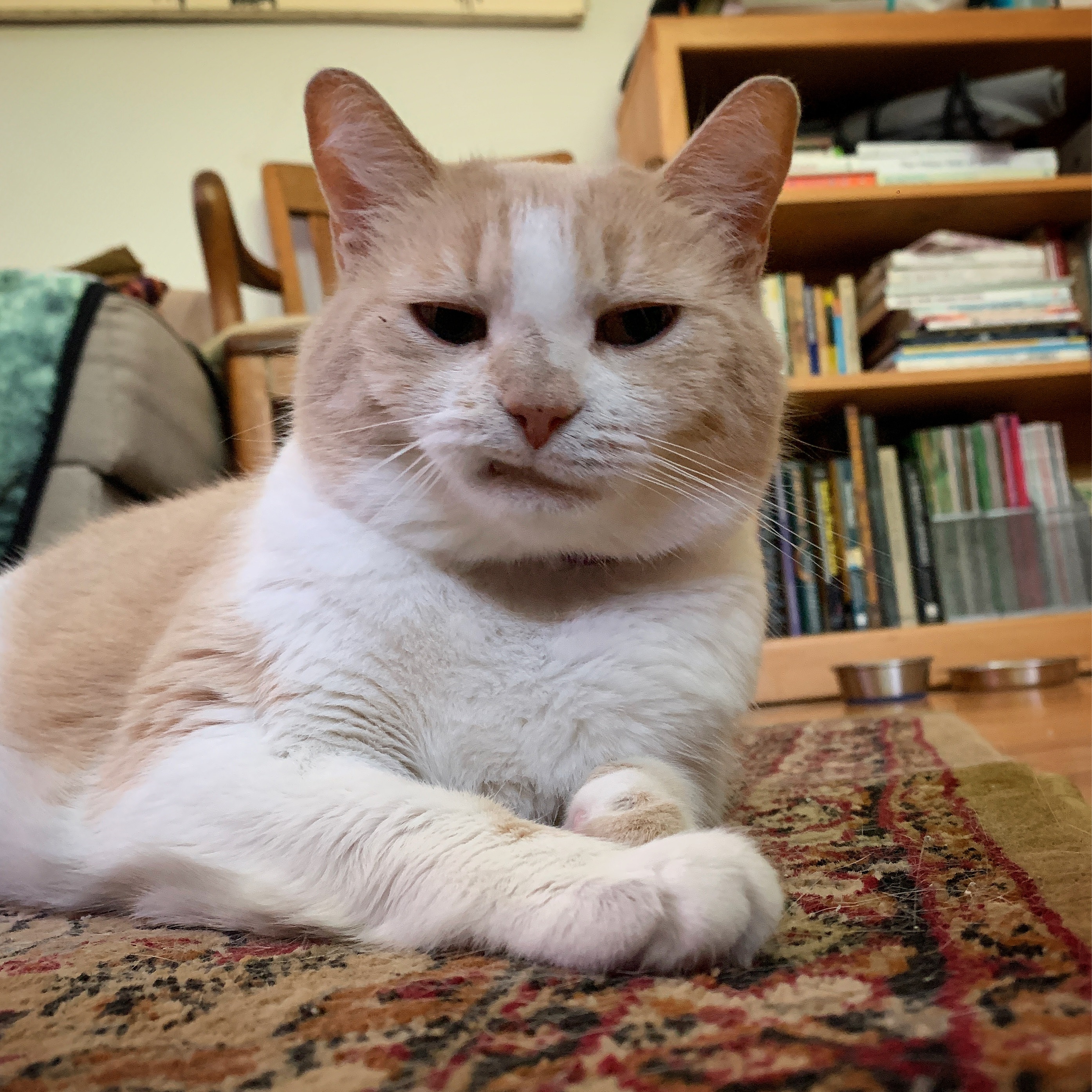 Maple, Foster #10 at Foxtail Farms