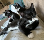 Olivia, Oliver & Mouse