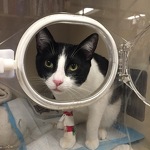 Moe at the emergency hospital