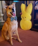 Easter Joy