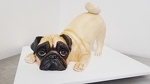 Pug Cake