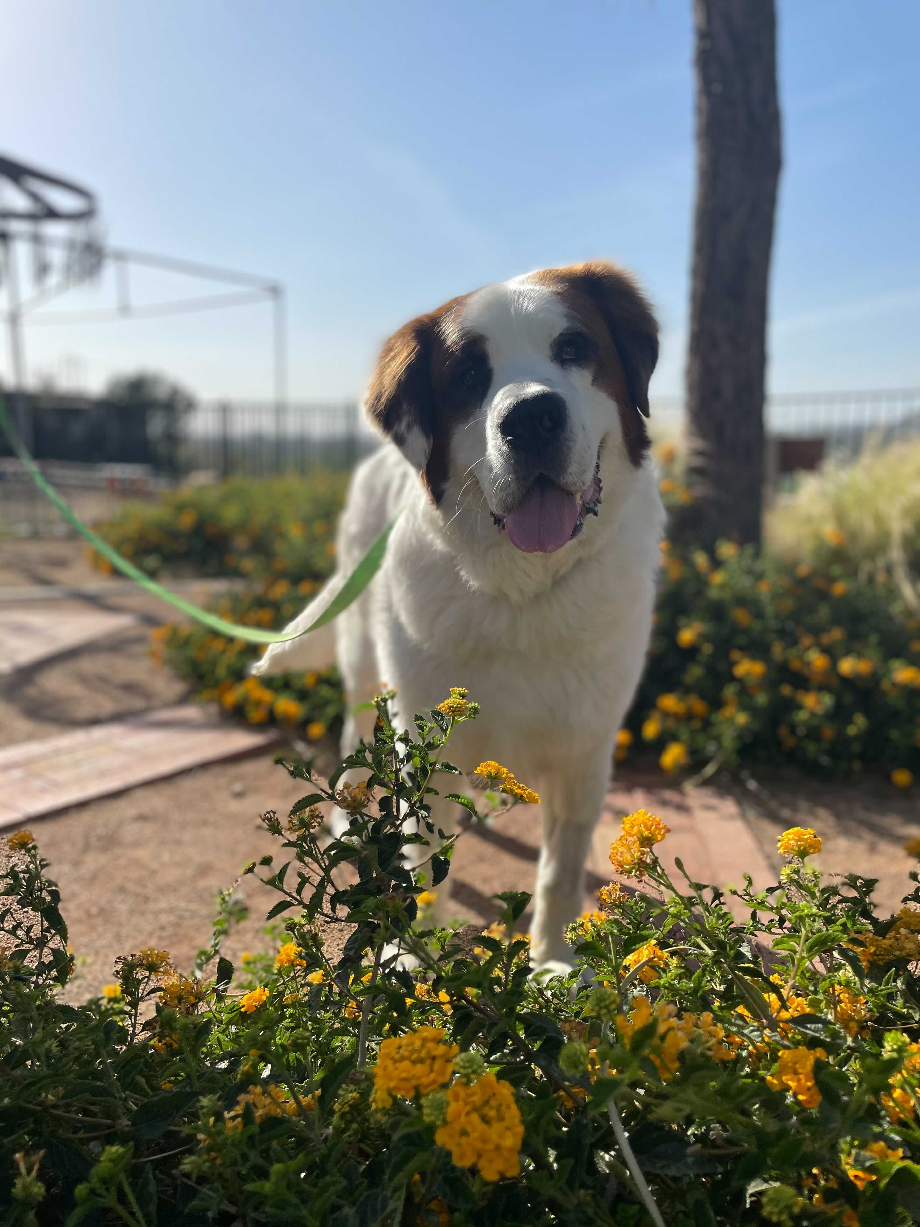 Keith. This handsome, huggable hunk needs an expensive ear surgery. We're currently raising money for his $7000 total ear canal ablation surgery scheduled for April 20th.