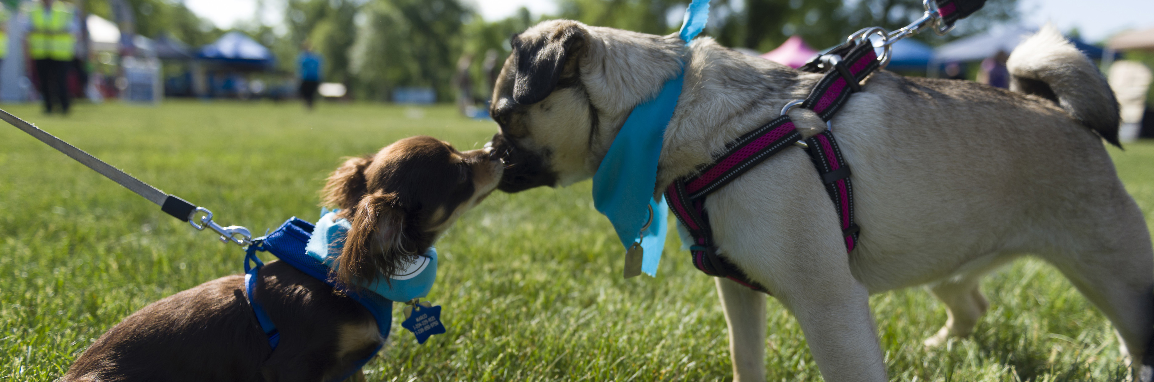 Paws for a Cause Cancer Walk 2020