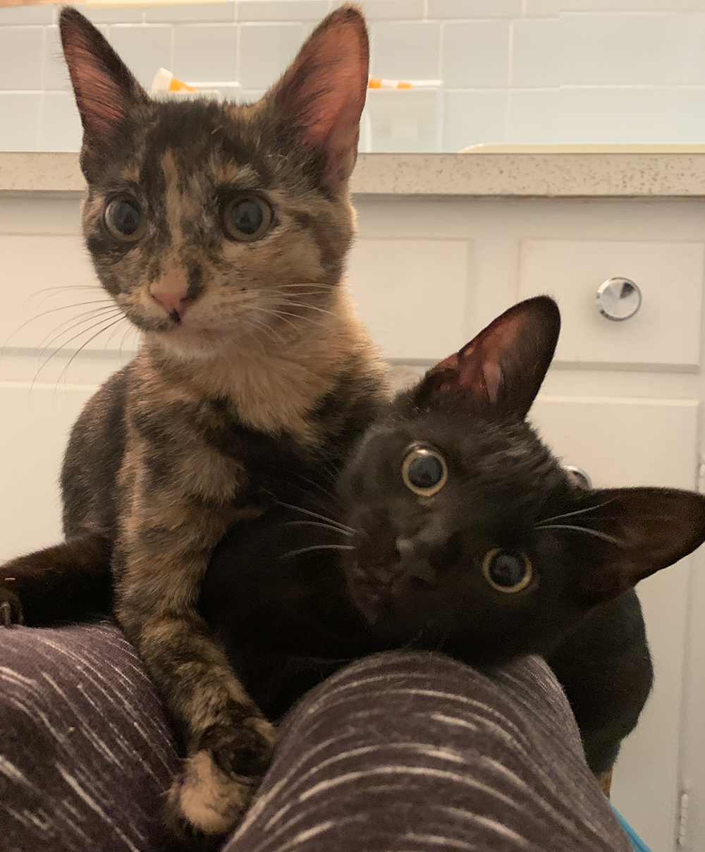 Hope & Kristo, Fosters #2 & #3 at Foxtail Farms