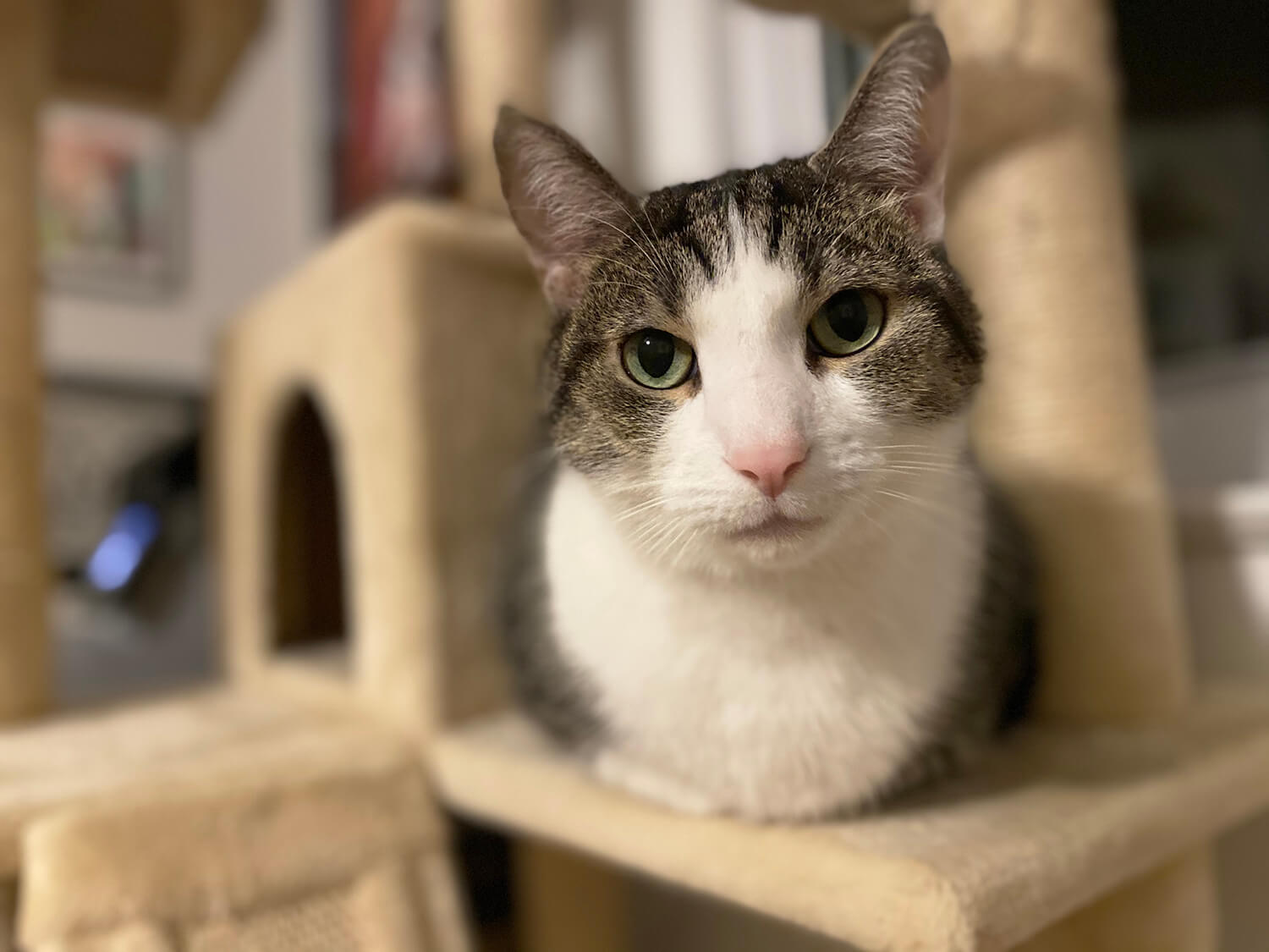 Leonard, Foster #14 at Foxtail Farms