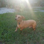 This is my little guy Louie