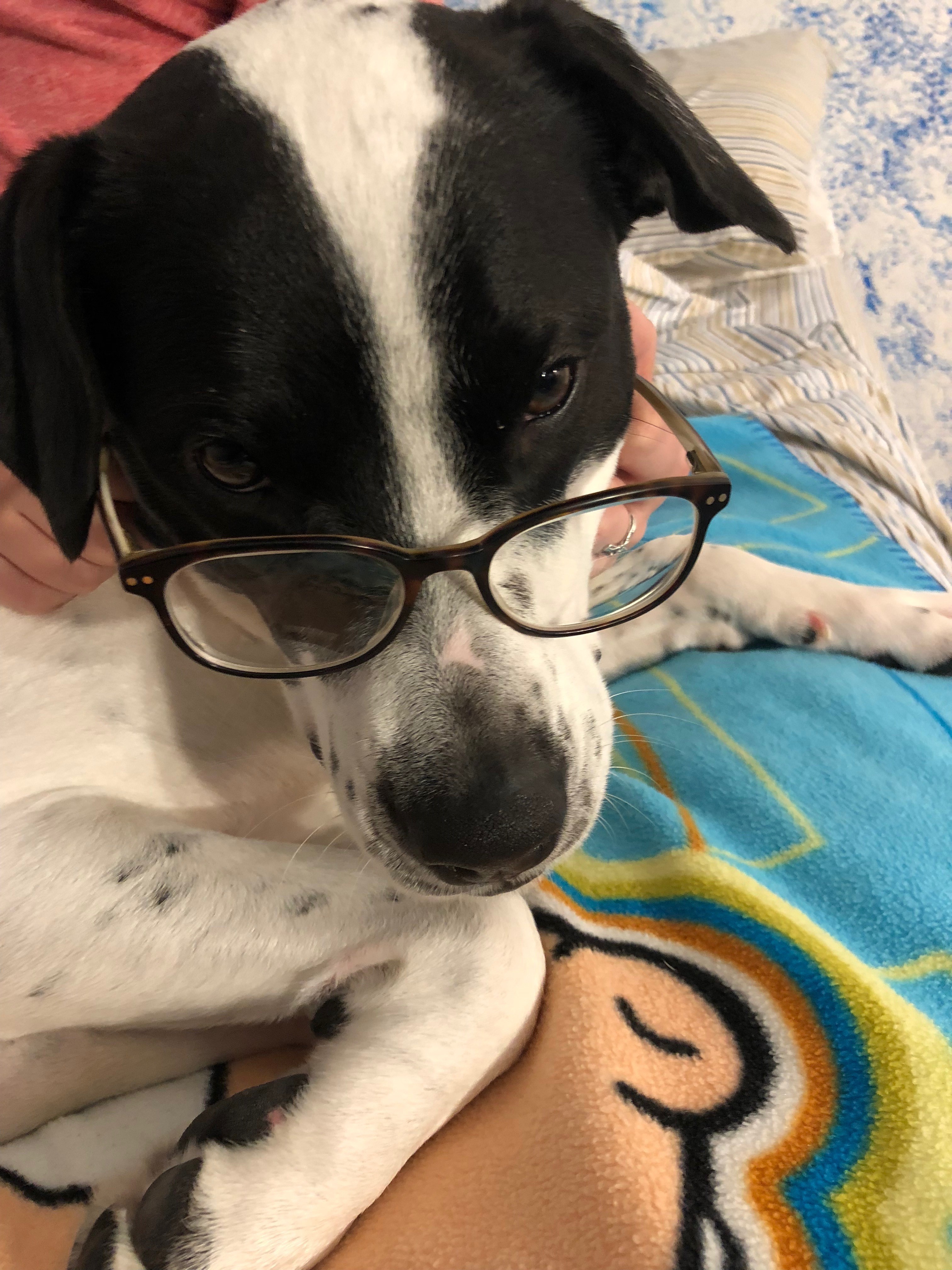 Milo looking very studious with his glasses!