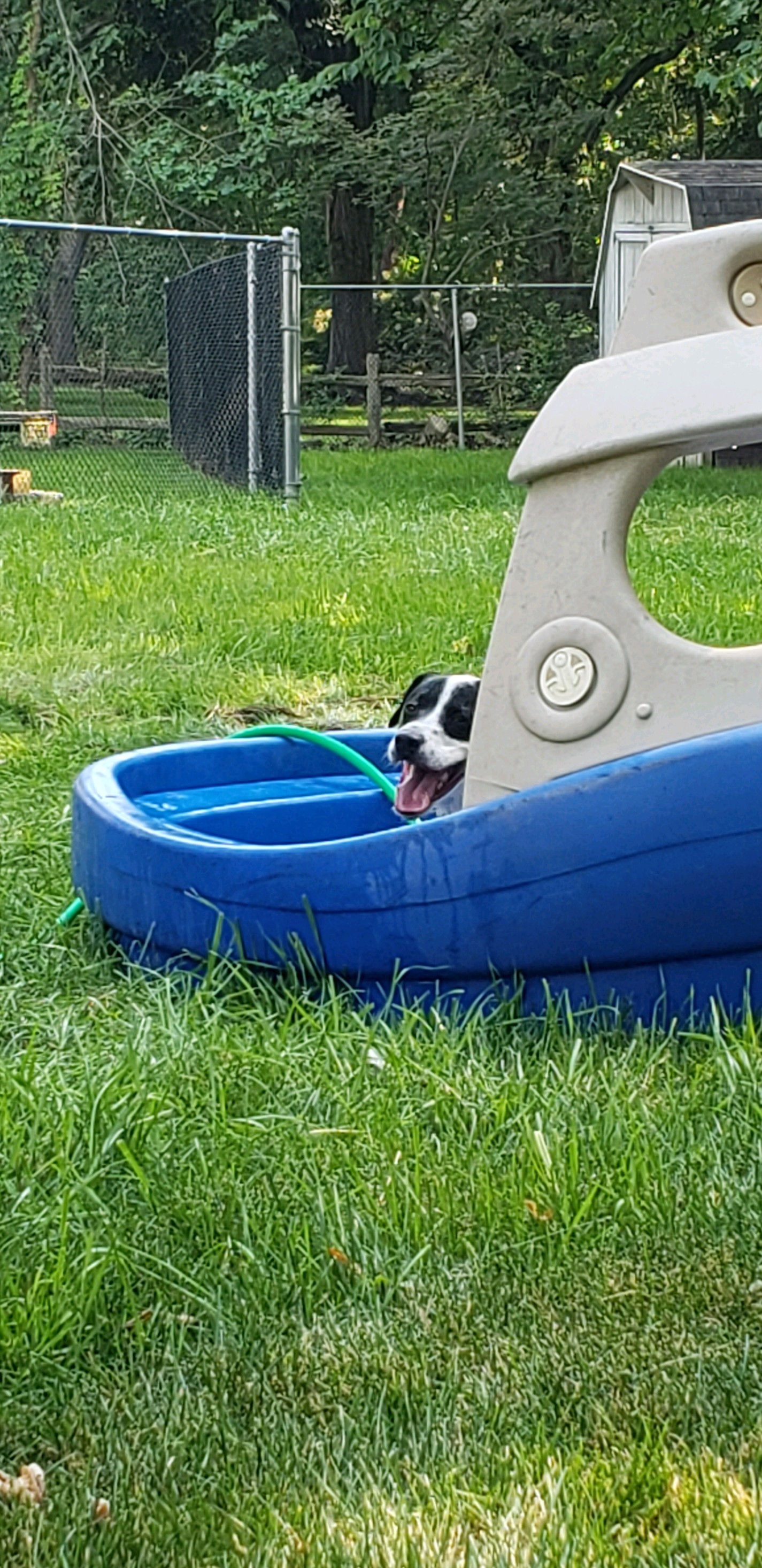 Milo enjoying his staycation in the pool!