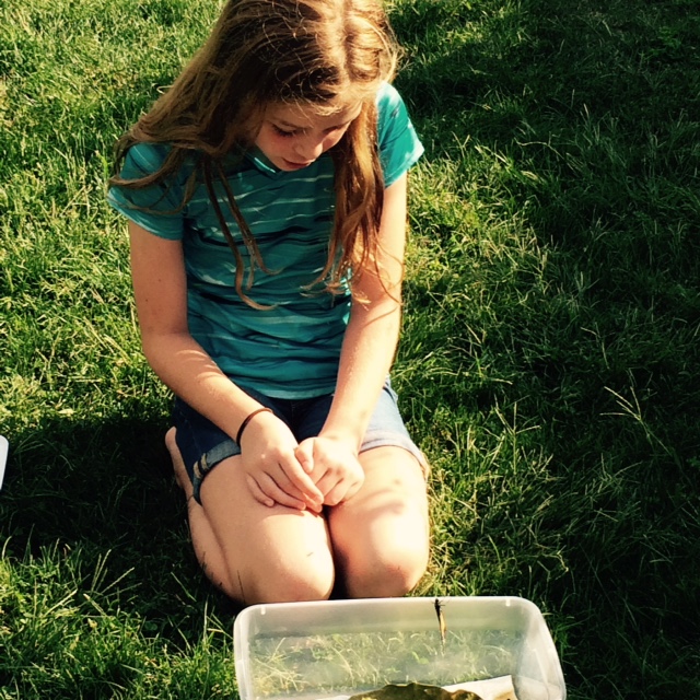 Maggie releasing her pet Monarch, 2015