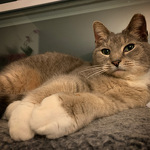 Mo, Foster #17 at Foxtail Farms