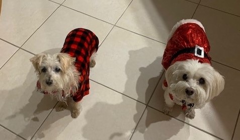 Molly and Lily Tricomi at Christmas